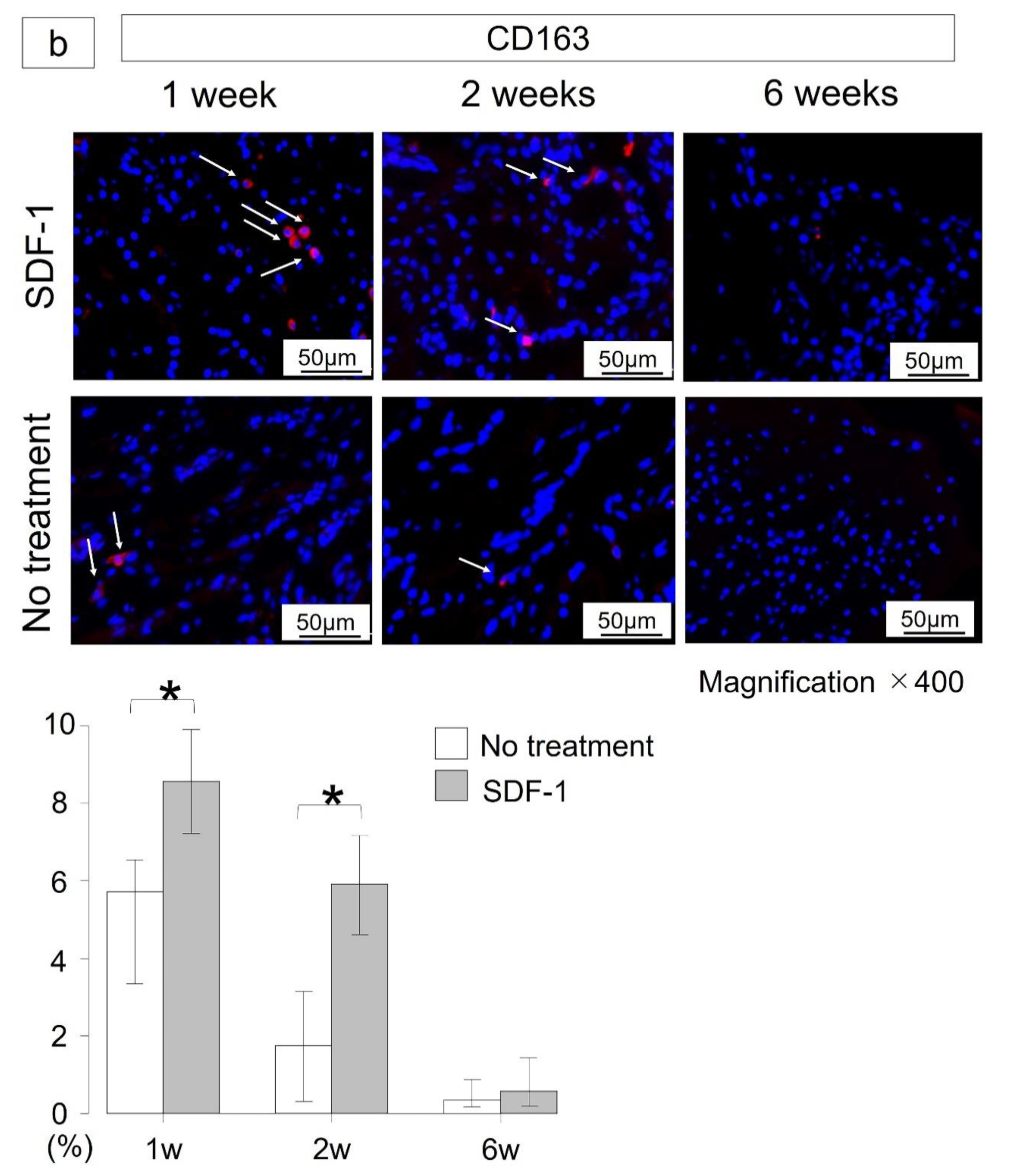 Ijms 21 05454 g003b Ijms 21 05454 g003b