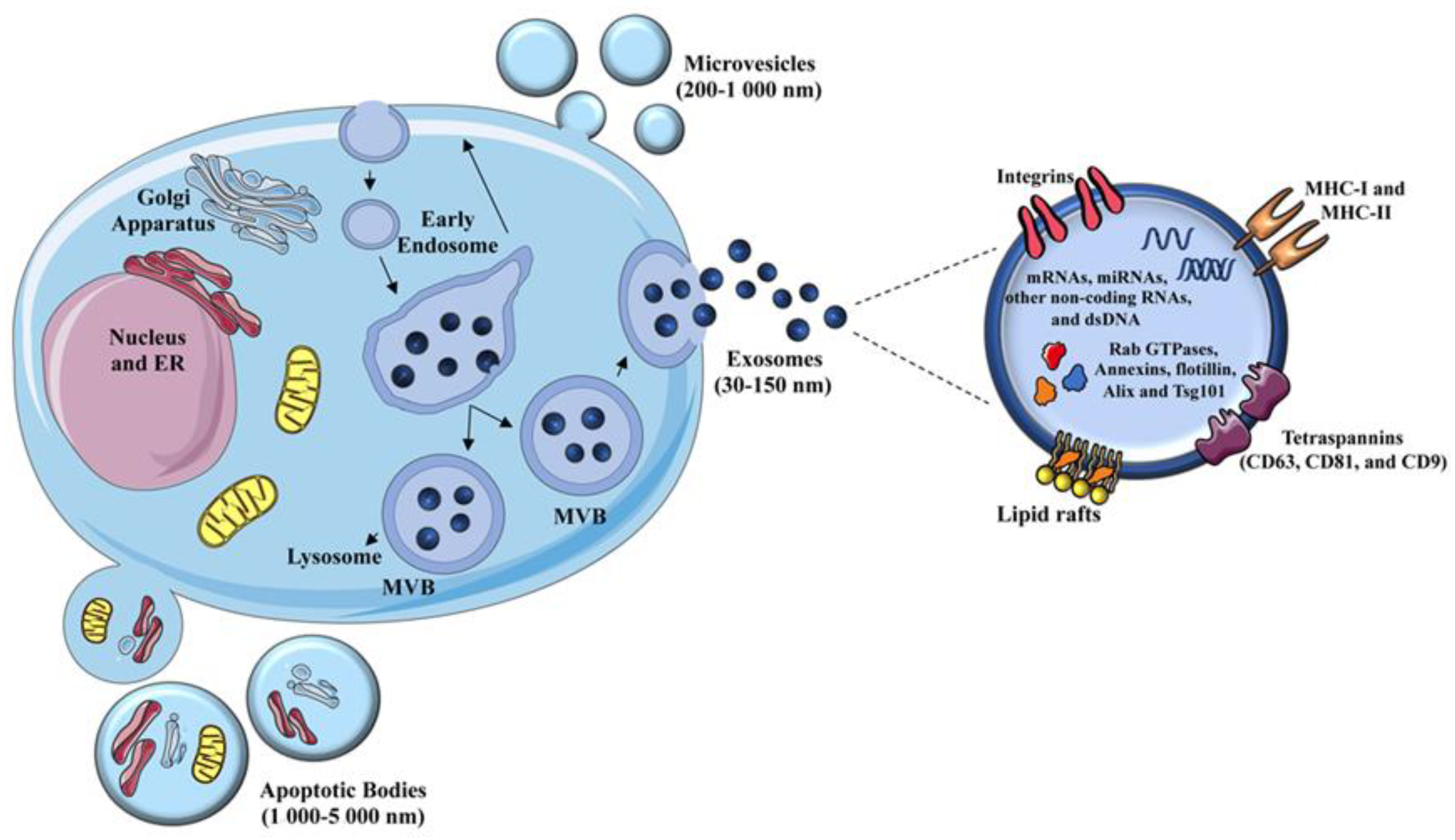 IJMS | Free Full-Text | FcεRI Signaling in the Modulation of Allergic ...