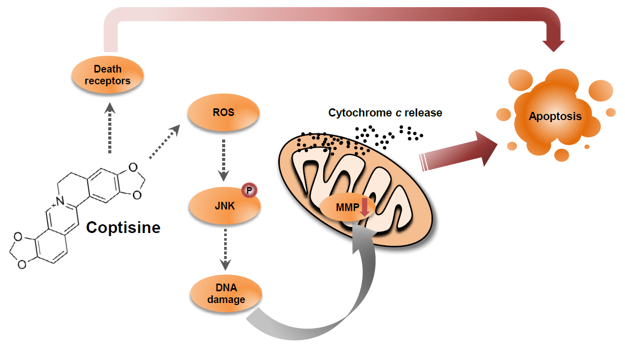 IJMS | Free Full-Text | Induction of Apoptosis by Coptisine in Hep3B  Hepatocellular Carcinoma Cells through Activation of the ROS-Mediated JNK  Signaling Pathway