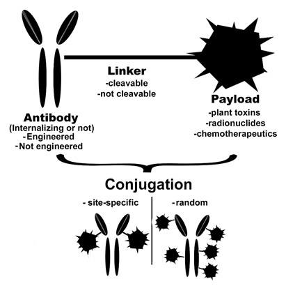 ijms graphical conjugates antibody chemotherapy