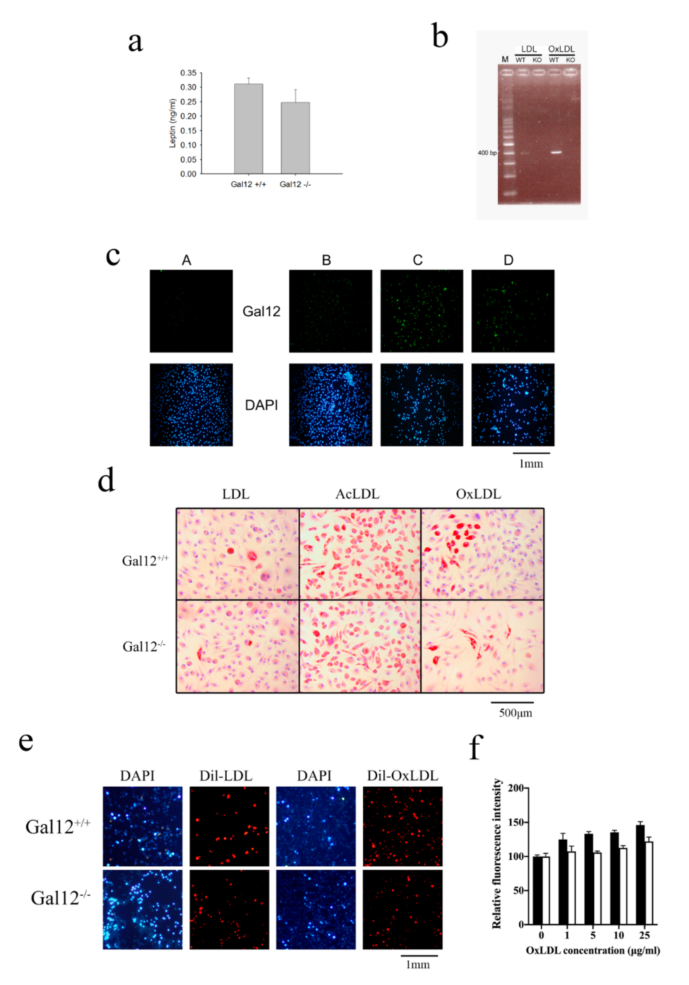 Ijms 21 05511 g001 Ijms 21 05511 g001