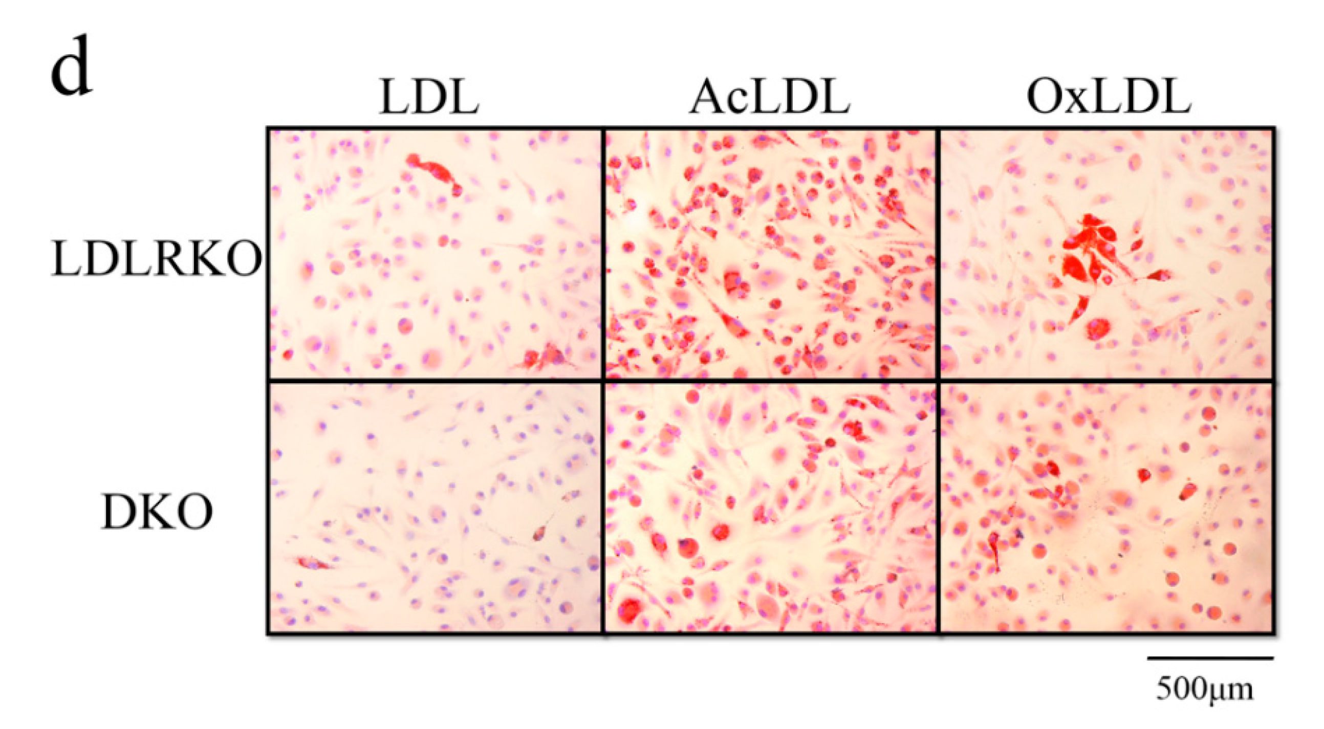 Ijms 21 05511 g002b Ijms 21 05511 g002b