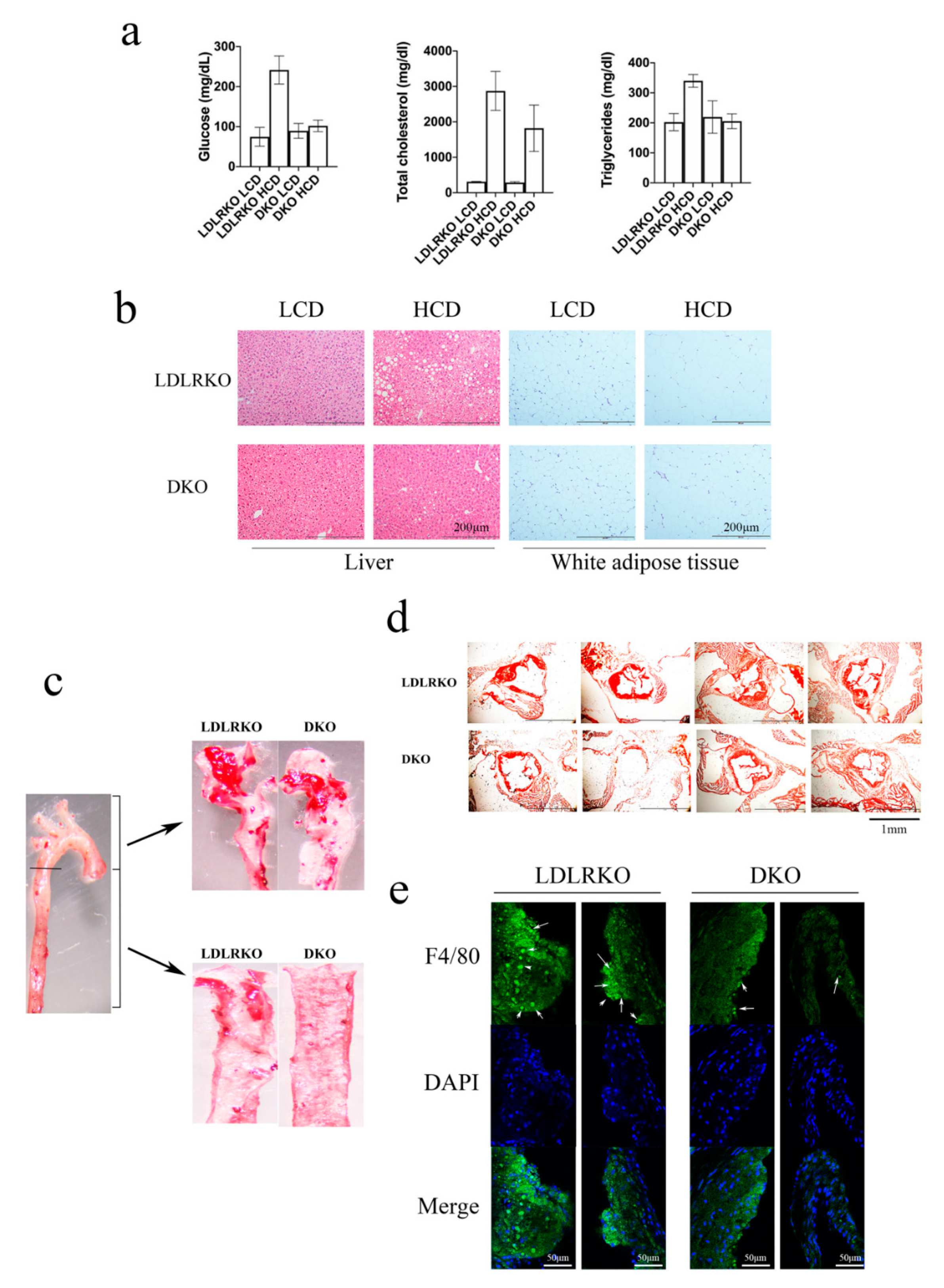 Ijms 21 05511 g003 Ijms 21 05511 g003