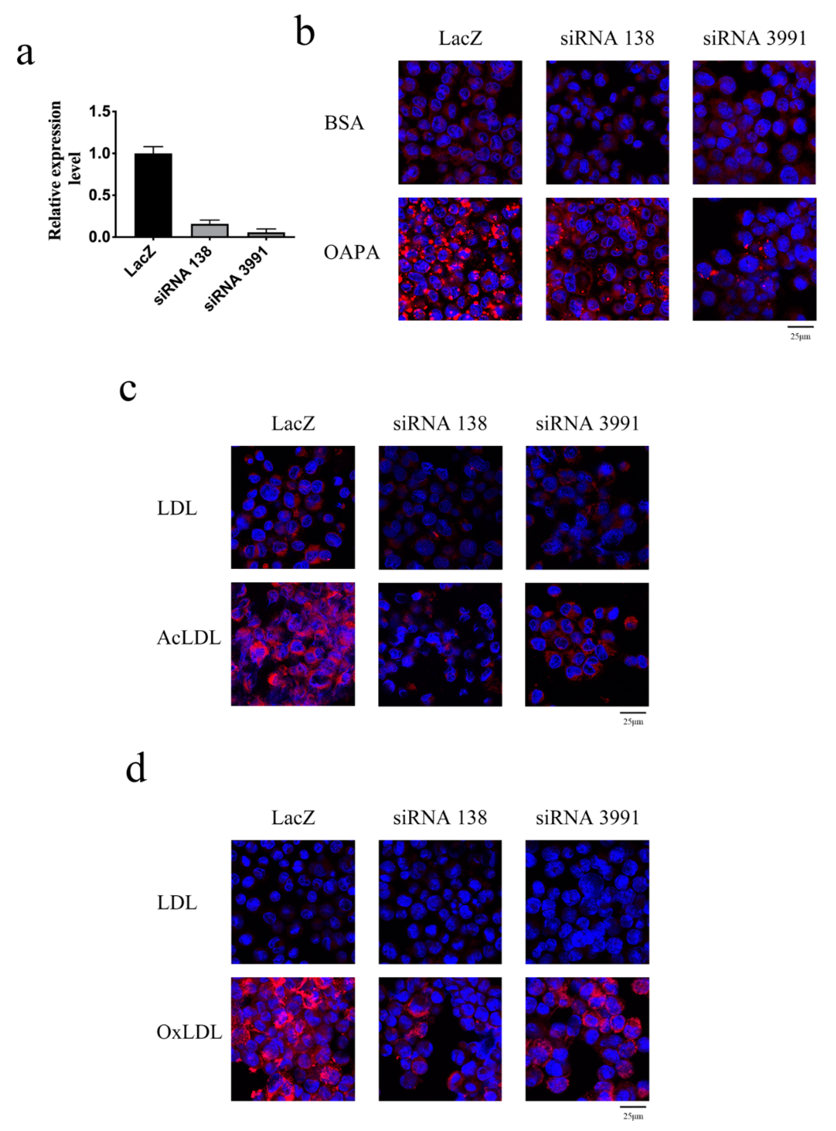 Ijms 21 05511 g004 Ijms 21 05511 g004