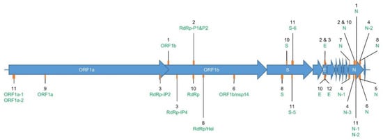 Ijms Free Full Text Use Of Whole Genome Sequencing Data For A First In Silico Specificity Evaluation Of The Rt Qpcr Assays Used For Sars Cov 2 Detection Html