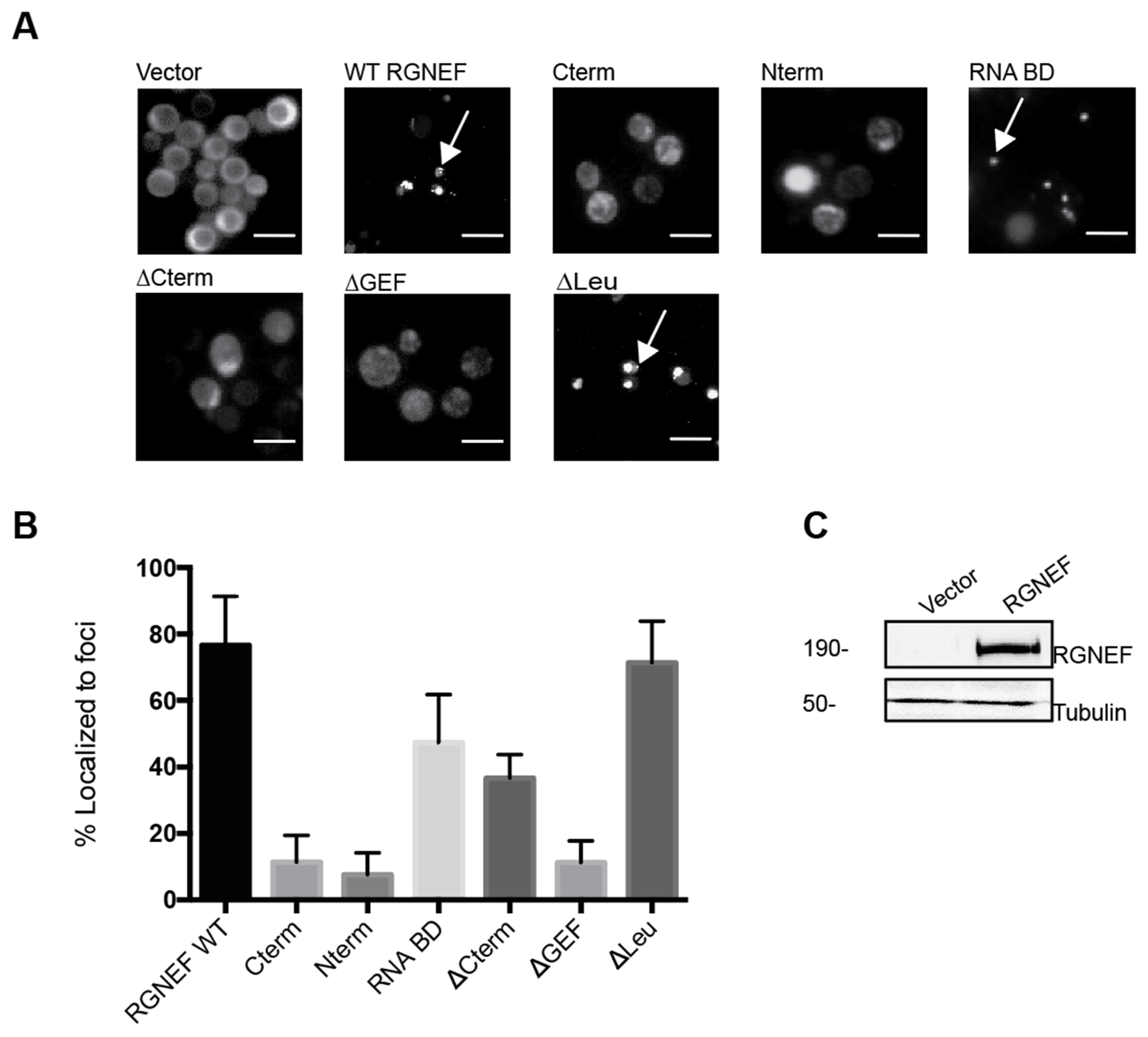 Ijms 21 05597 g002 Ijms 21 05597 g002