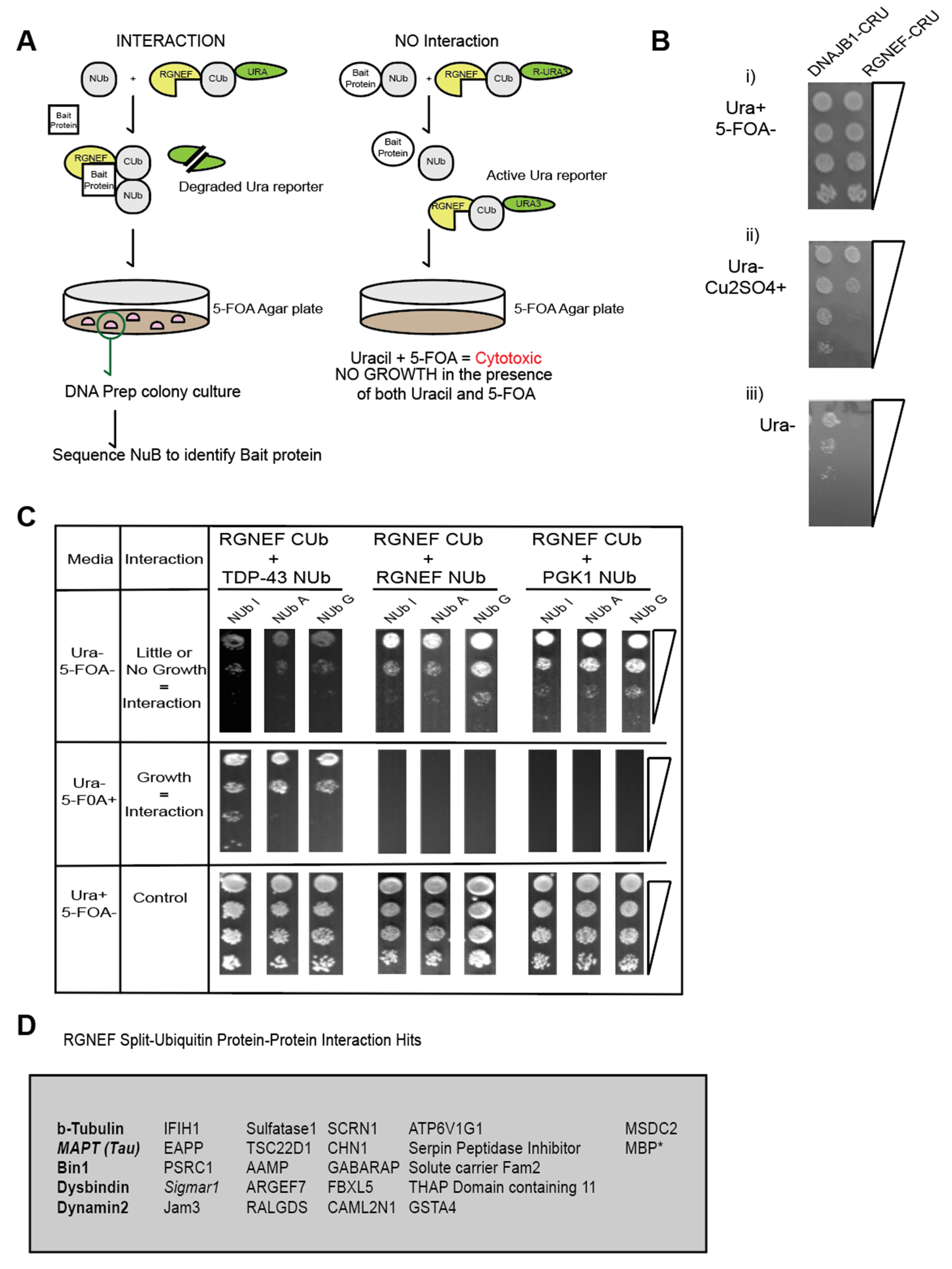 Ijms 21 05597 g007 Ijms 21 05597 g007