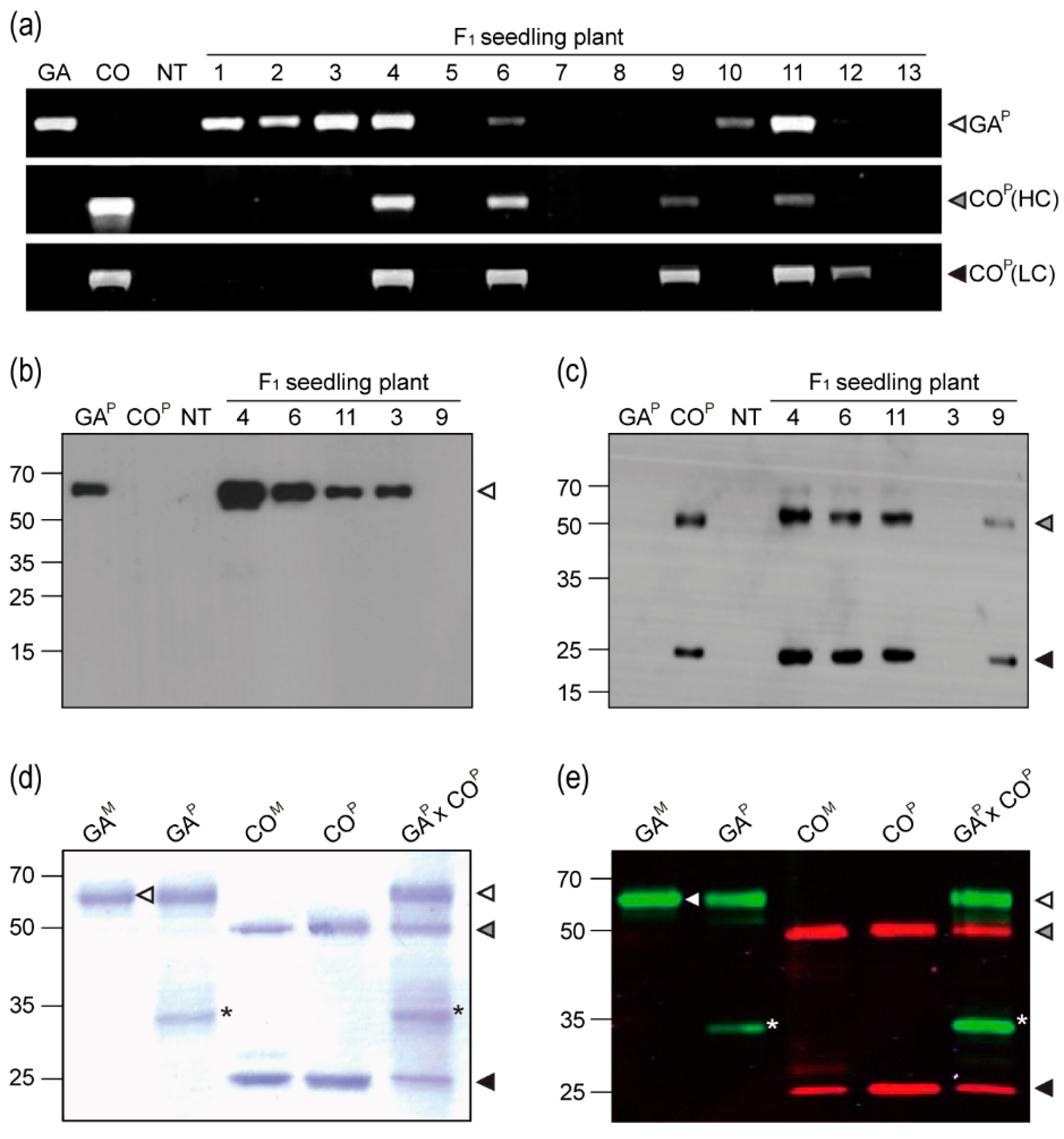 Ijms 21 05603 g002 Ijms 21 05603 g002