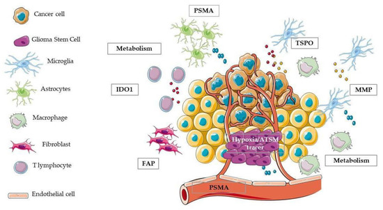 IJMS | Free Full-Text | Molecular and Cellular Complexity of Glioma. Focus  on Tumour Microenvironment and the Use of Molecular and Imaging Biomarkers  to Overcome Treatment Resistance | HTML