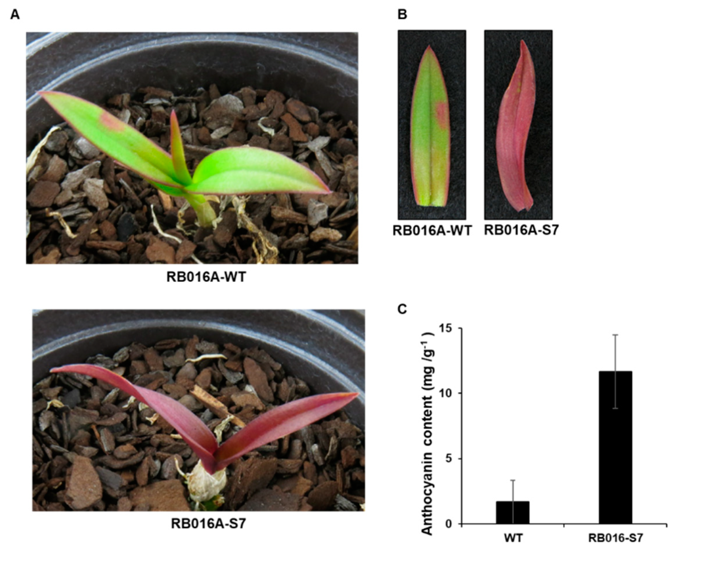 Ijms 21 05653 g001 Ijms 21 05653 g001