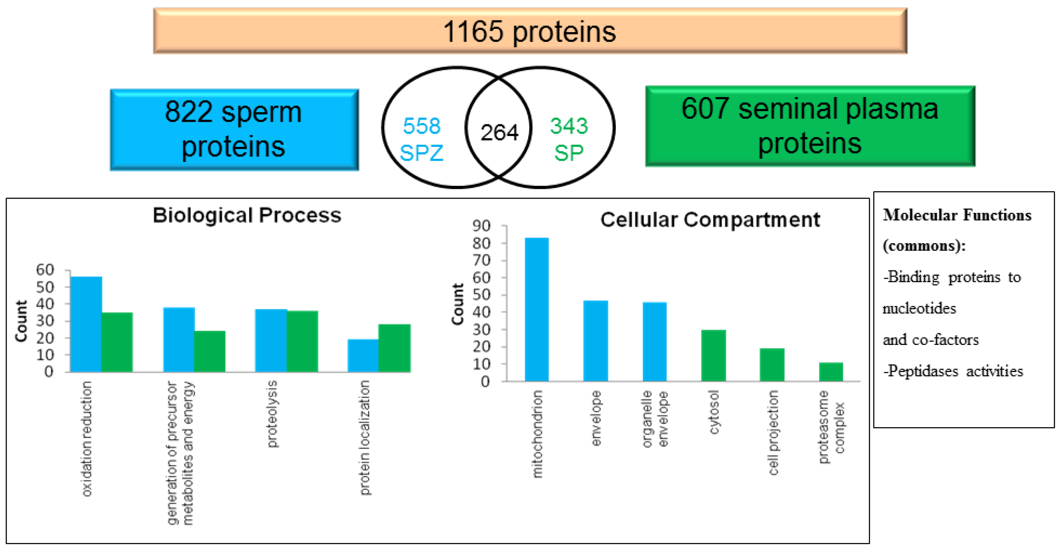 IJMS Free Full Text Functional Aspects of Seminal Plasma in