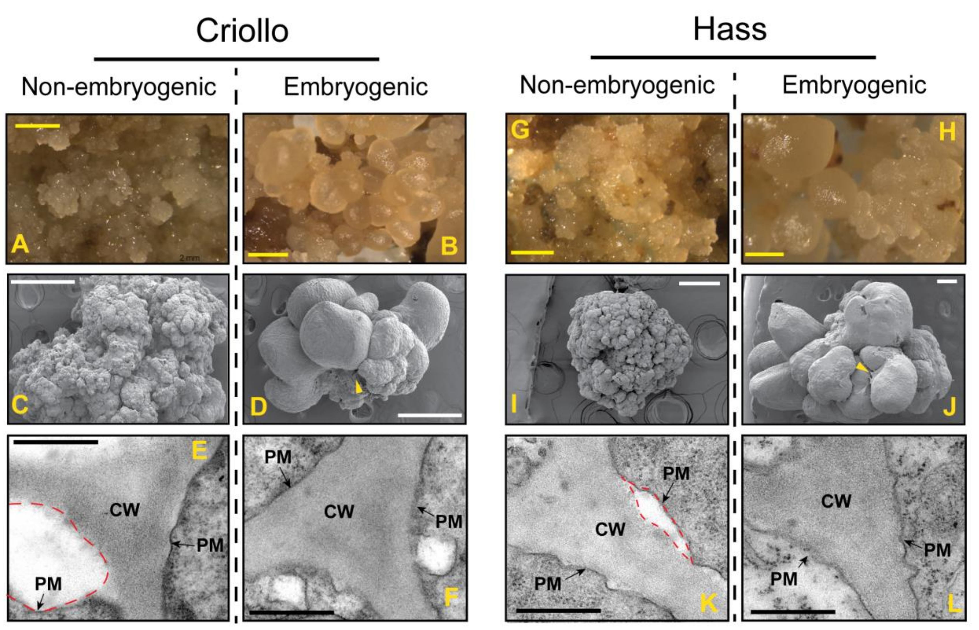 Ijms Free Full Text Phenylpropanoids Are Connected To Cell Wall Fortification And Stress Tolerance In Avocado Somatic Embryogenesis Html