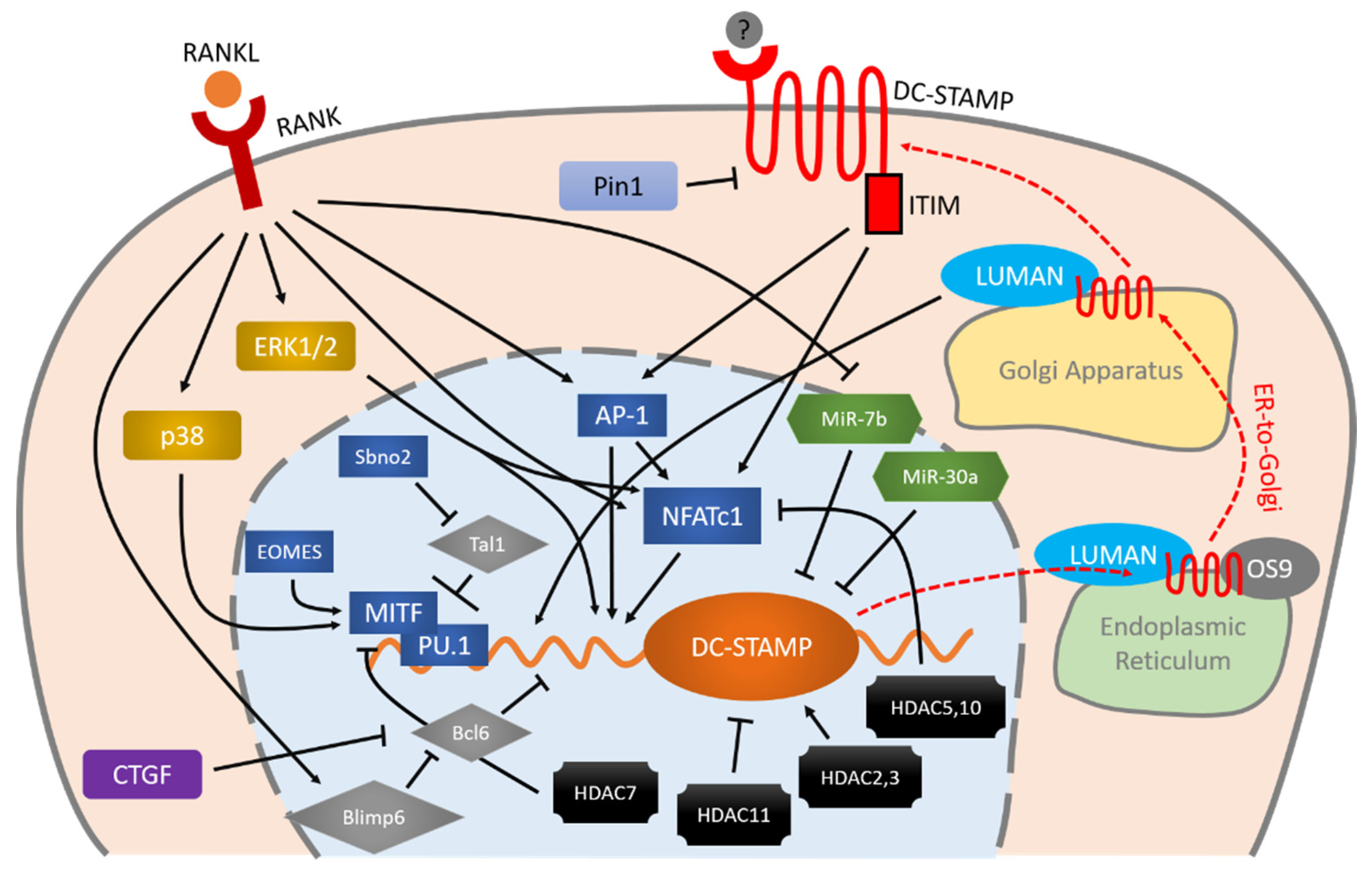 IJMS | Free Full-Text | Osteoclast Multinucleation: Review of Current  Literature | HTML