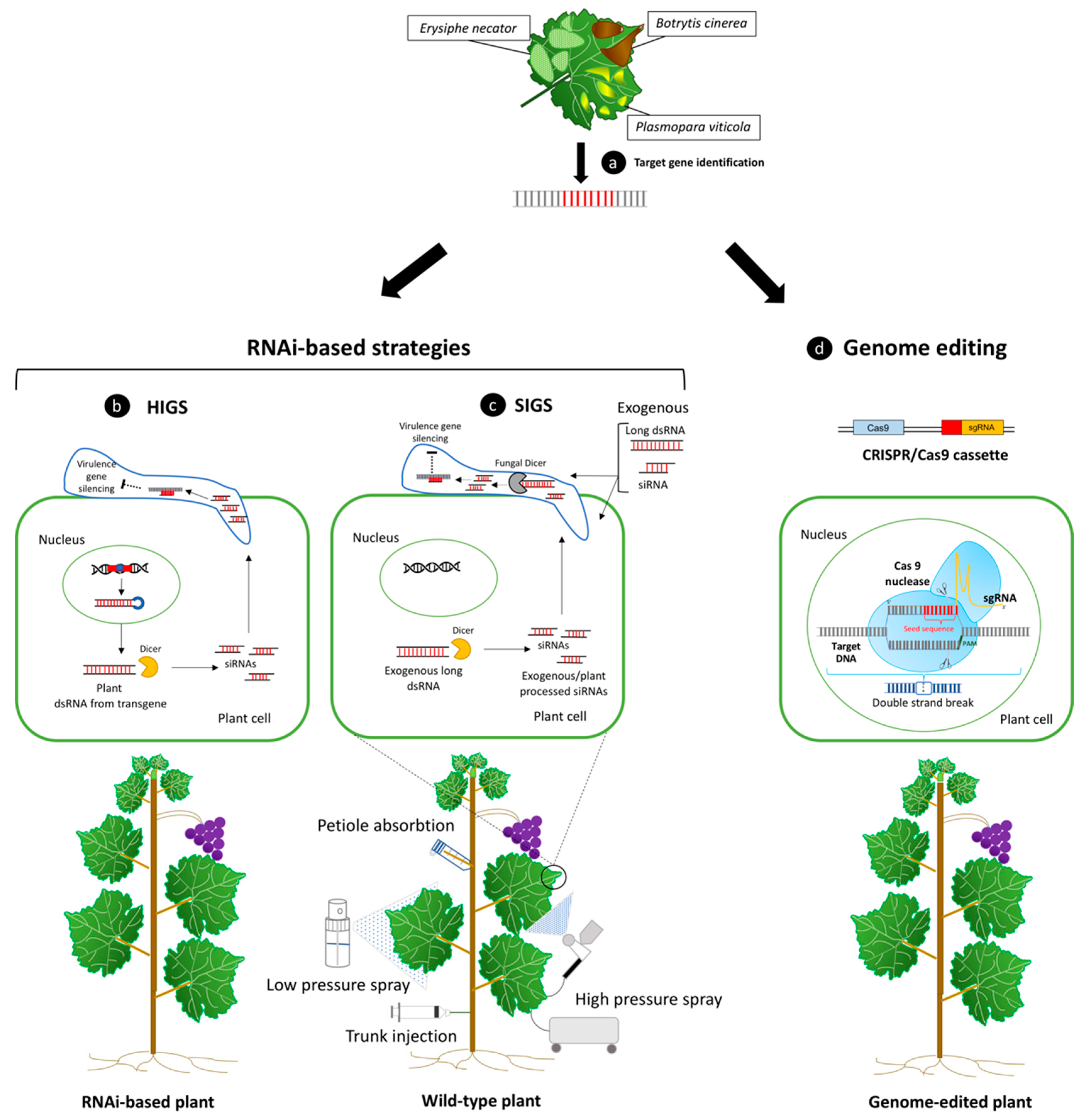 Ijms Free Full Text Biotechnological Approaches Gene Overexpression Gene Silencing And Genome Editing To Control Fungal And Oomycete Diseases In Grapevine Html