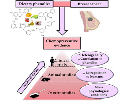 Ijms Free Full Text Dietary Phenolics Against Breast Cancer A Critical Evidence Based Review And Future Perspectives