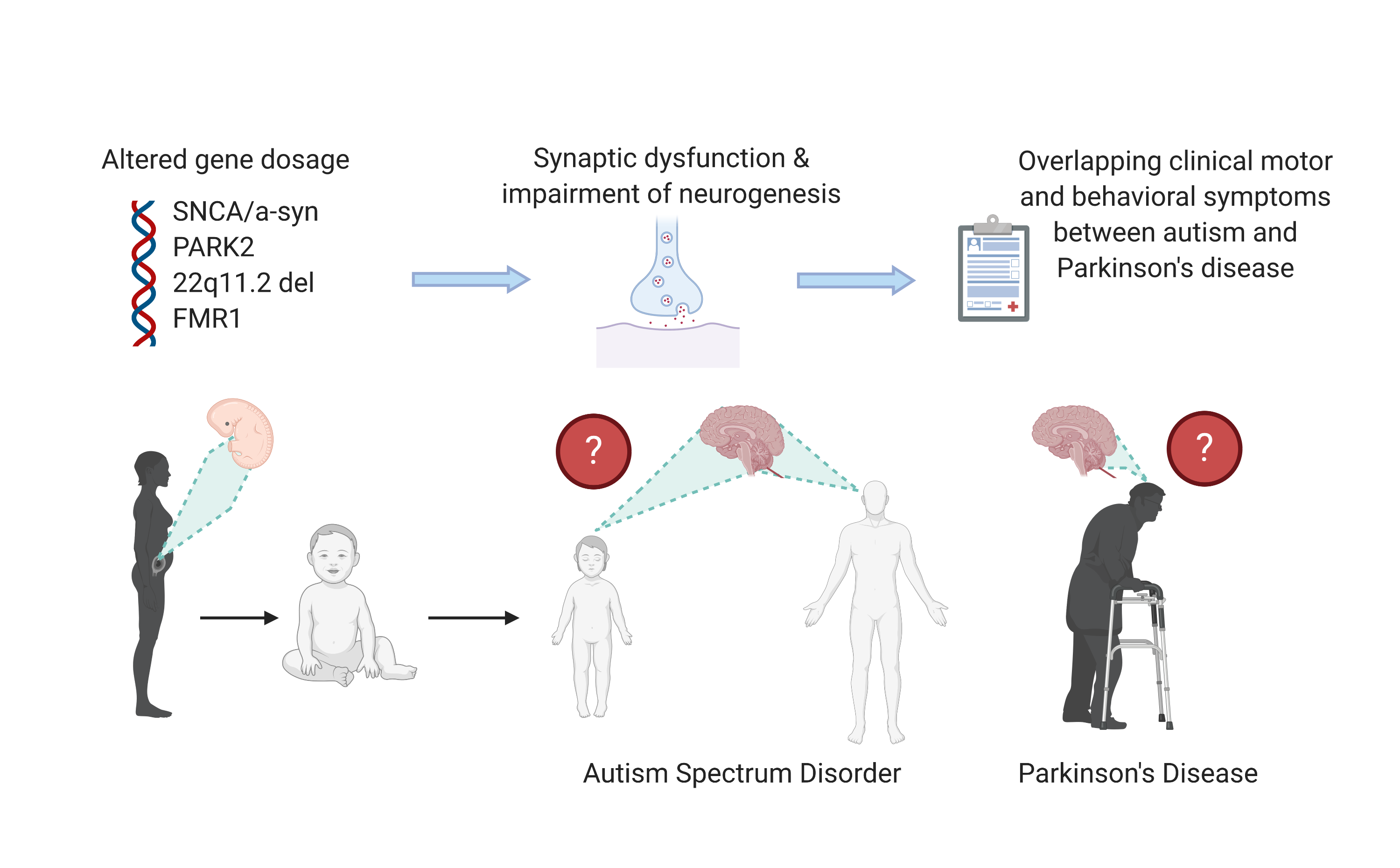 IJMS | Free Full-Text | The Role of Alpha-Synuclein and Other Parkinson's  Genes in Neurodevelopmental and Neurodegenerative Disorders