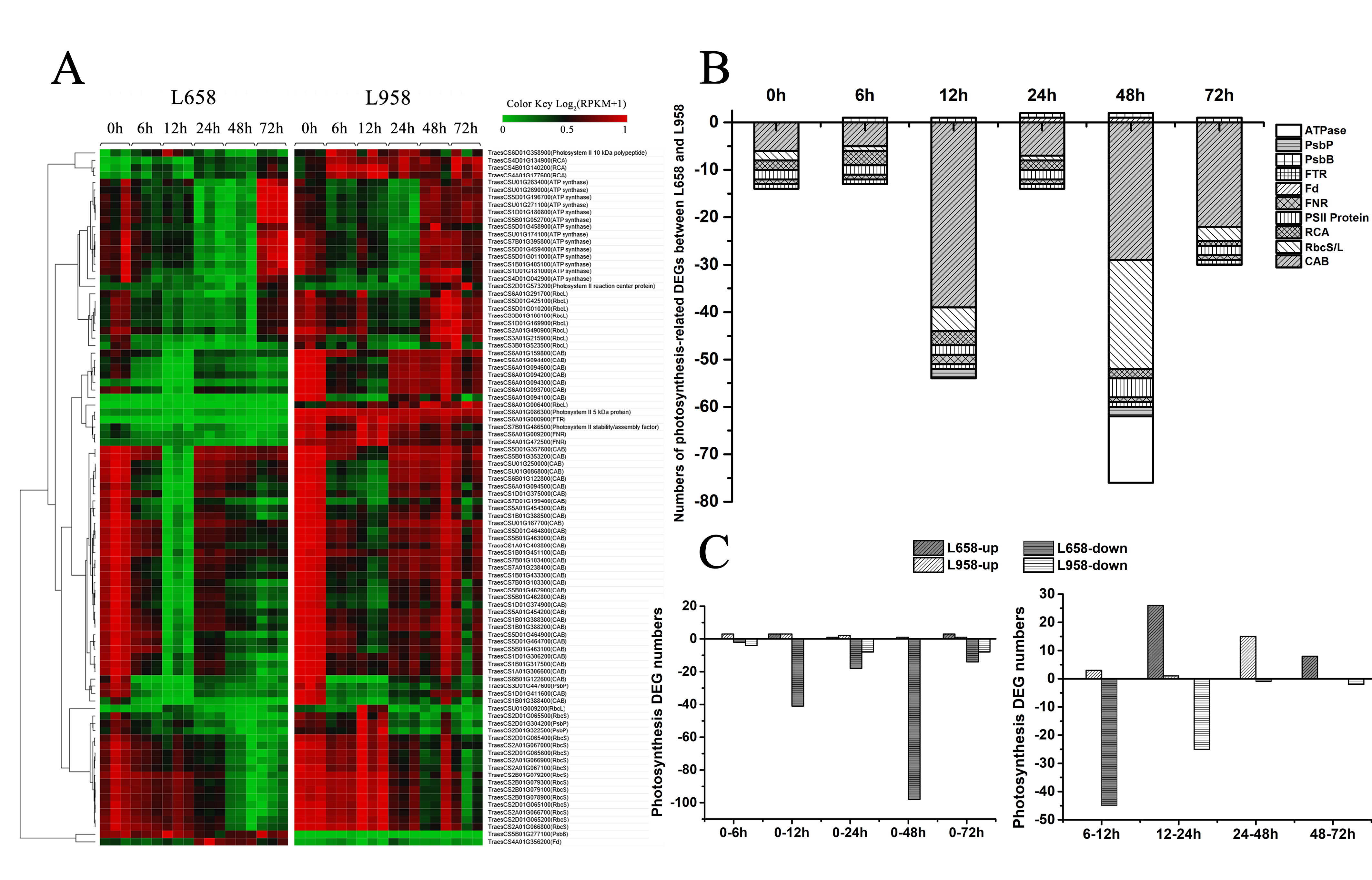 Ijms 21 05767 g003 Ijms 21 05767 g003