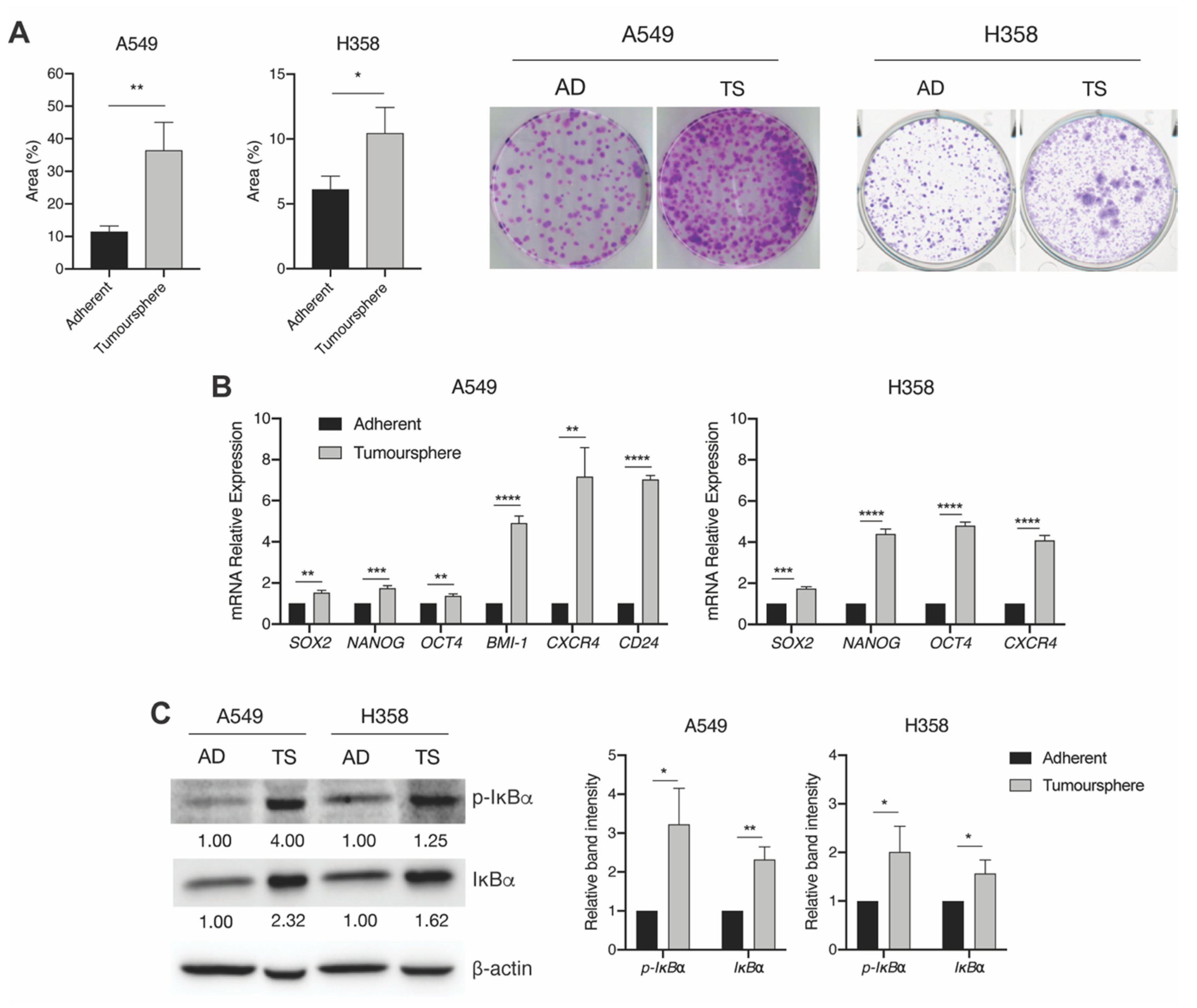 Ijms 21 05806 g001 Ijms 21 05806 g001