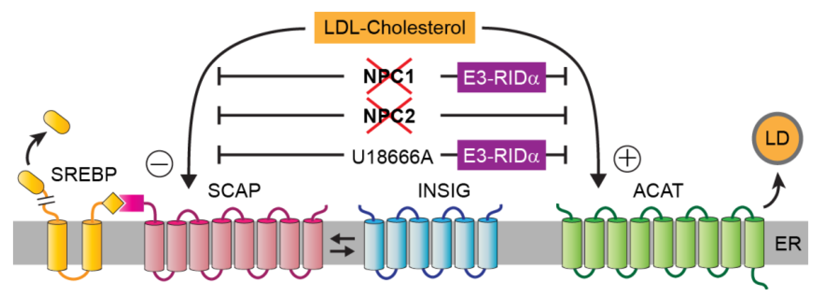 Ijms Free Full Text Adenovirus Reveals New Pathway For Cholesterol Egress From The Endolysosomal System Html