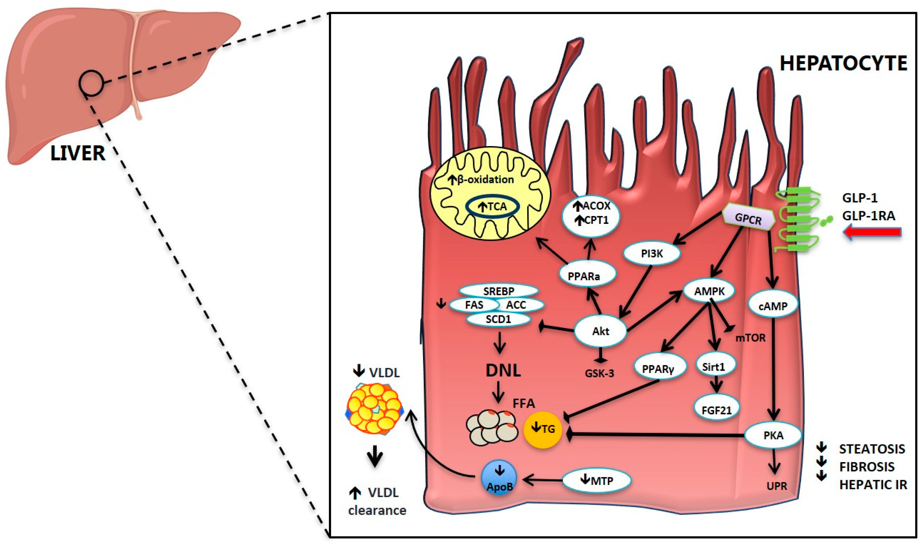 IJMS | Free Full-Text | Gut-Pancreas-Liver Axis as a Target for Treatment  of NAFLD/NASH