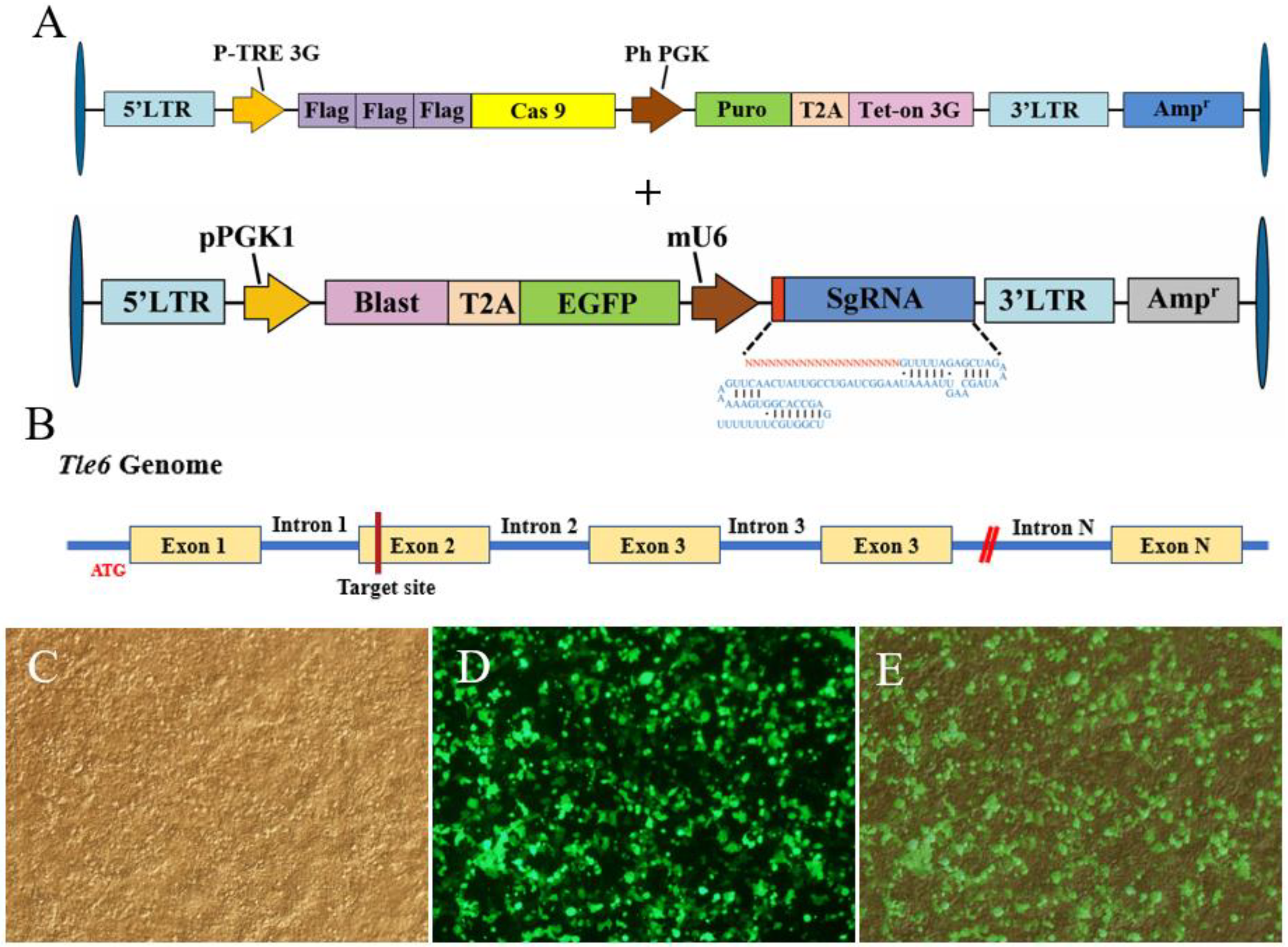 Ijms 21 05827 g001 Ijms 21 05827 g001