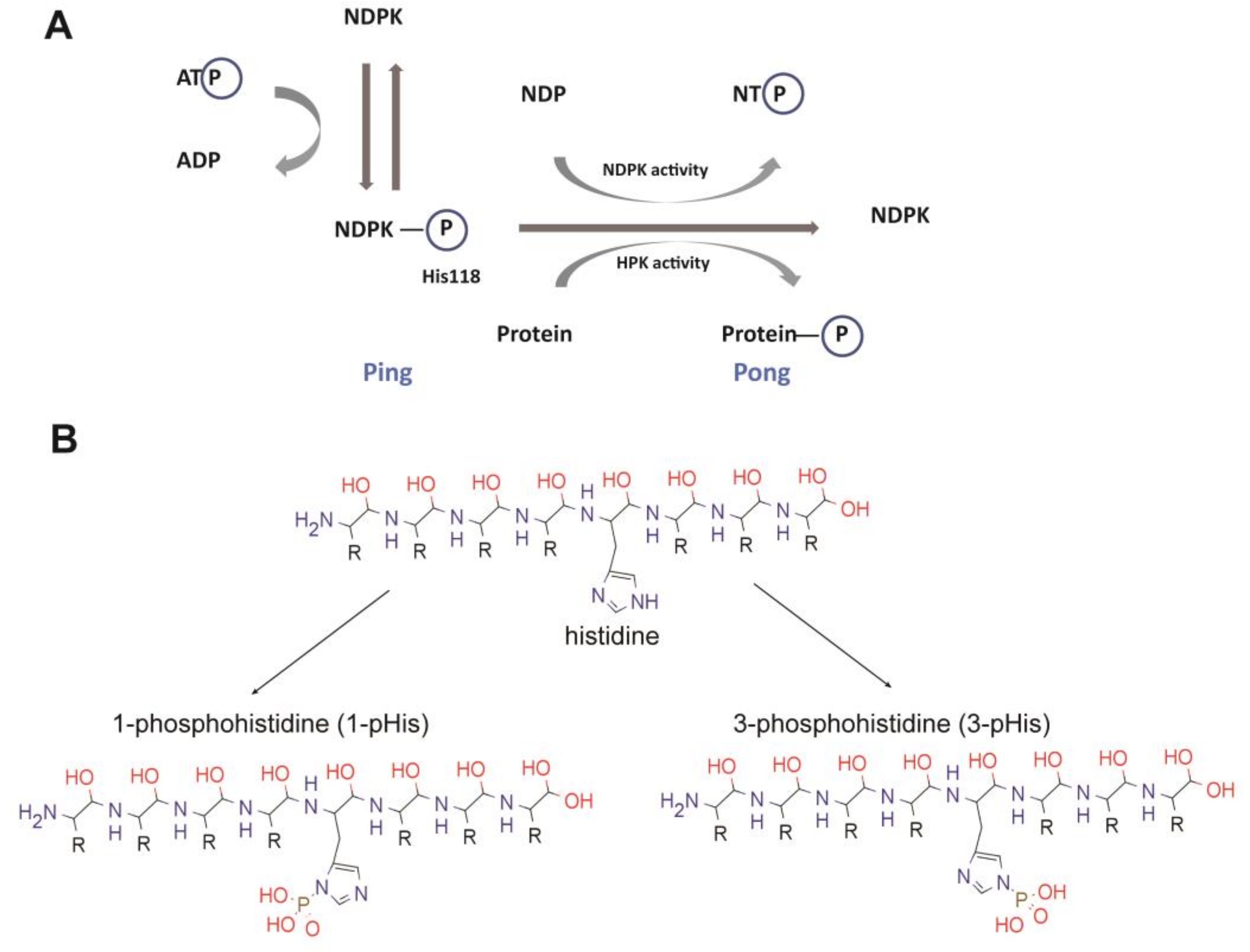 Ijms Free Full Text Nme Nm23 Ndpk And Histidine Phosphorylation Html