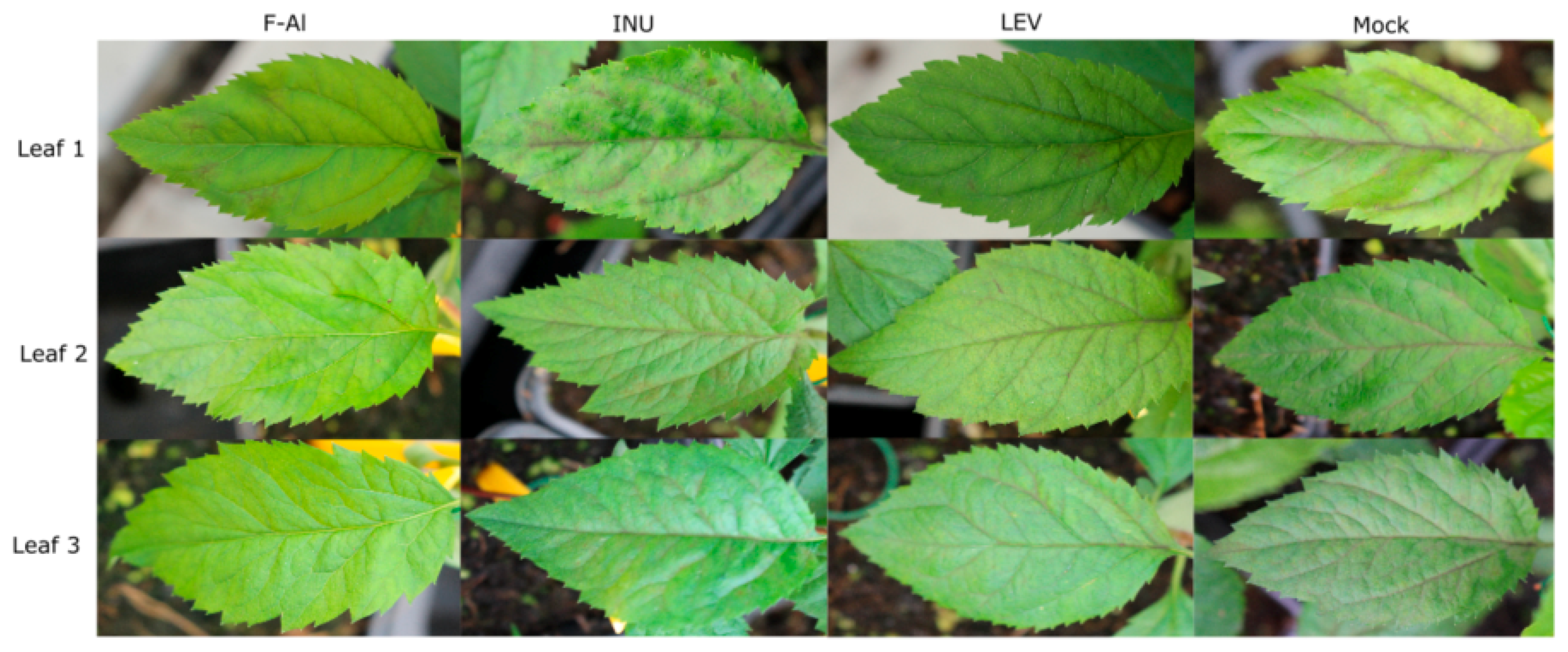 Ijms Free Full Text Sweet Immunity The Effect Of Exogenous Fructans On The Susceptibility Of Apple Malus Domestica Borkh To Venturia Inaequalis Html