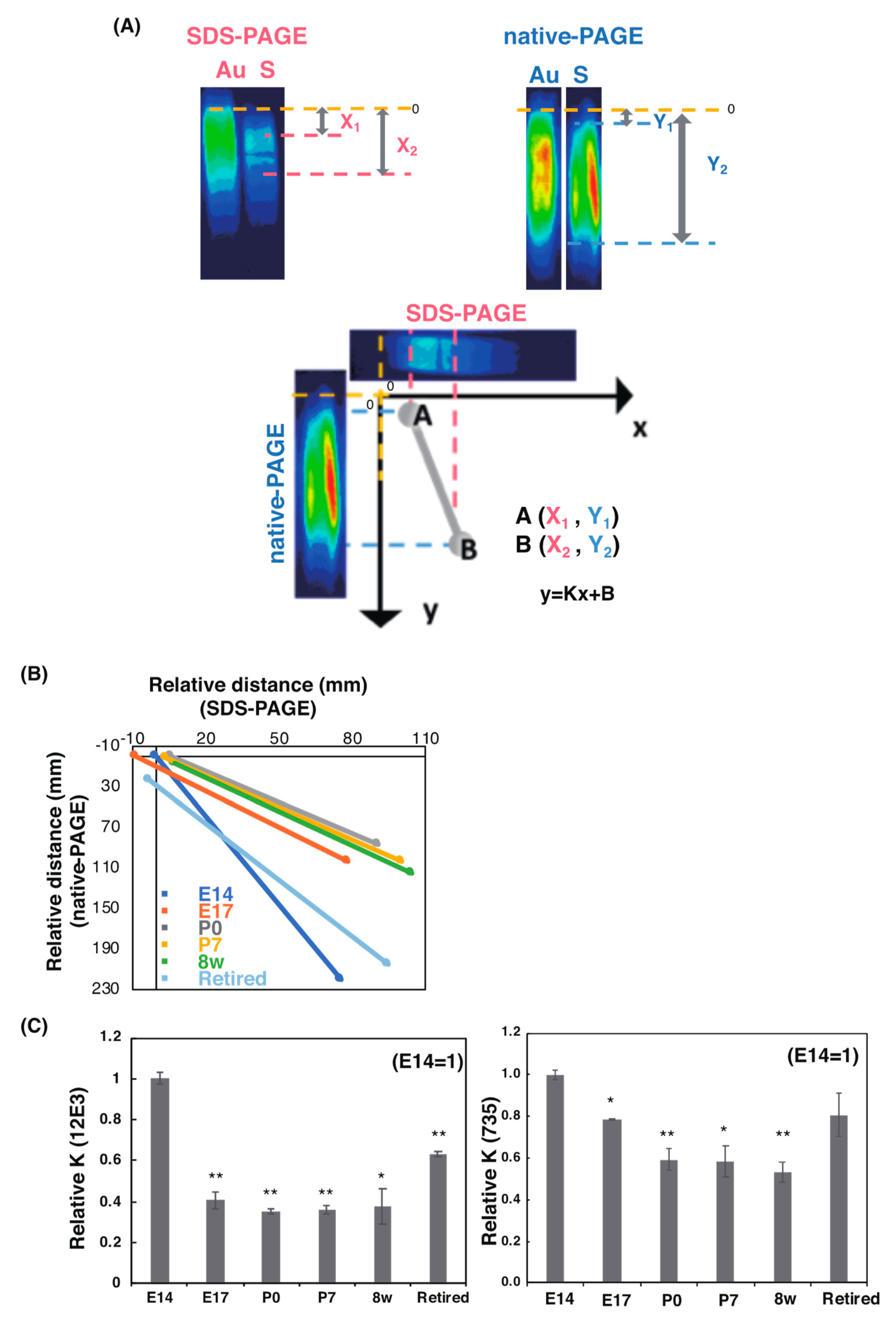 Ijms 21 05892 g004 Ijms 21 05892 g004