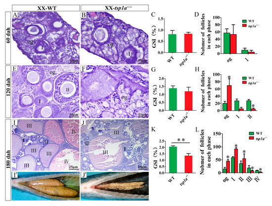 Ijms Free Full Text Regulation Of Female Folliculogenesis By Tsp1a In Nile Tilapia Oreochromis Niloticus Html