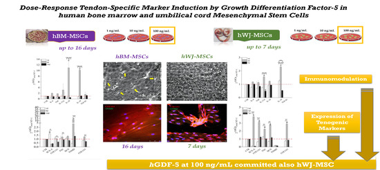 IJMS | Free Full-Text | Dose-Response Tendon-Specific Markers Induction by  Growth Differentiation Factor-5 in Human Bone Marrow and Umbilical Cord  Mesenchymal Stem Cells