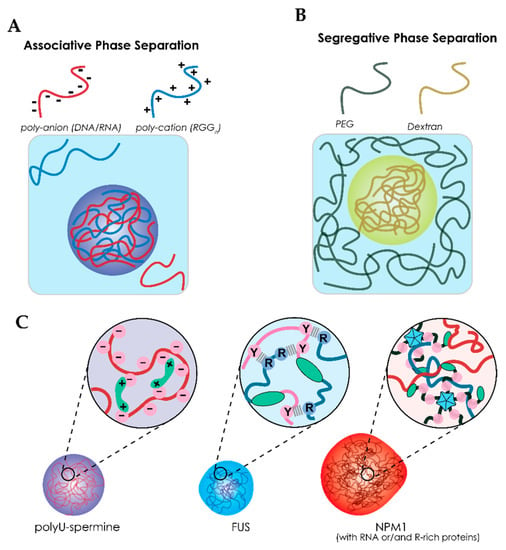 Ijms Free Full Text Liquidliquid Phase Separation In Crowded Environments