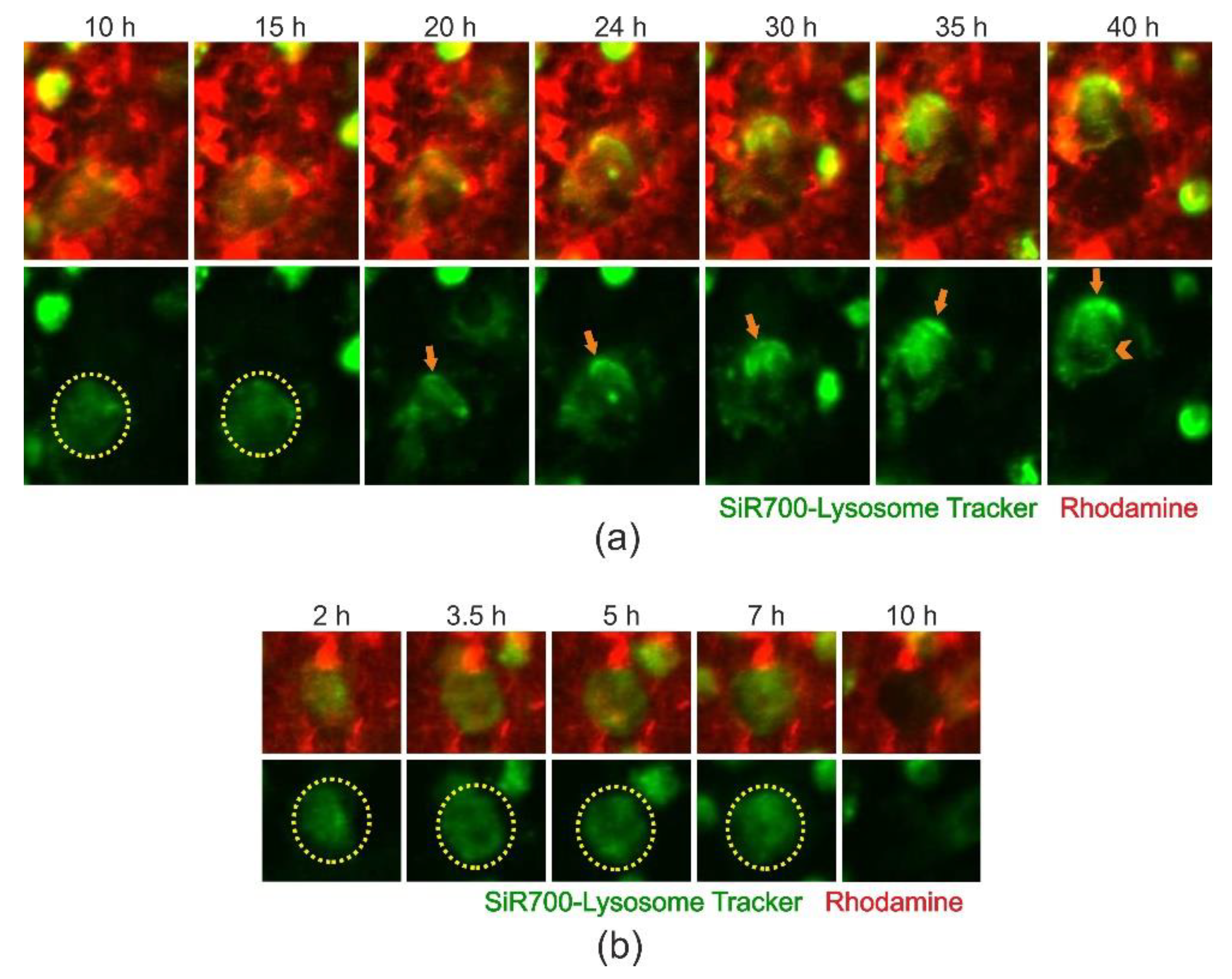Ijms 21 05924 g005 Ijms 21 05924 g005