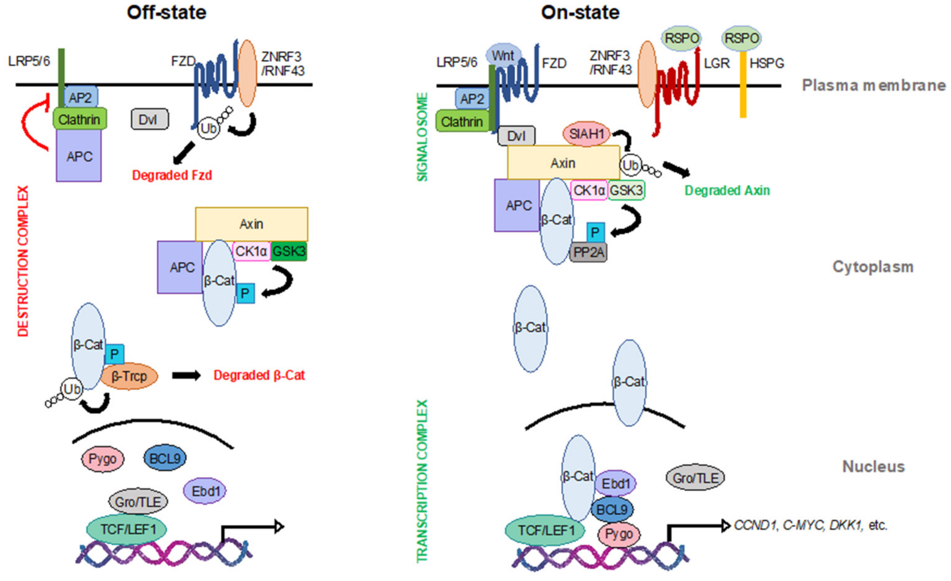 Ijms 21 05940 g001 Ijms 21 05940 g001