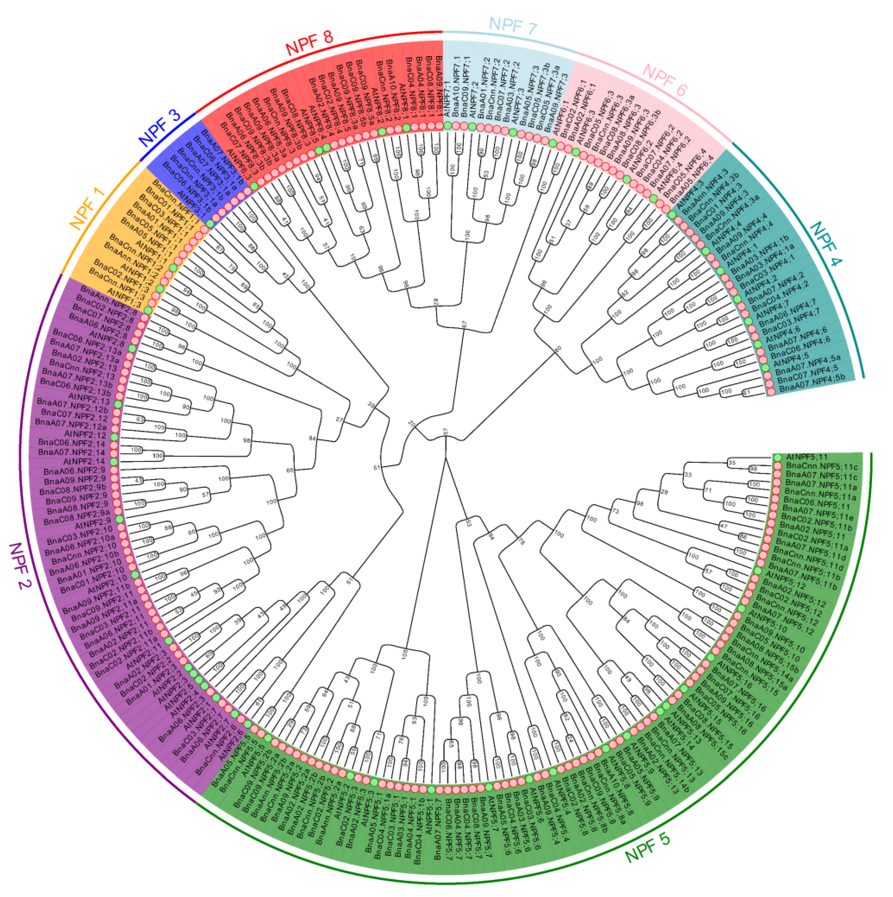 IJMS | Free Full-Text | Genome-Wide Systematic Characterization of the NPF  Family Genes and Their Transcriptional Responses to Multiple Nutrient  Stresses in Allotetraploid Rapeseed