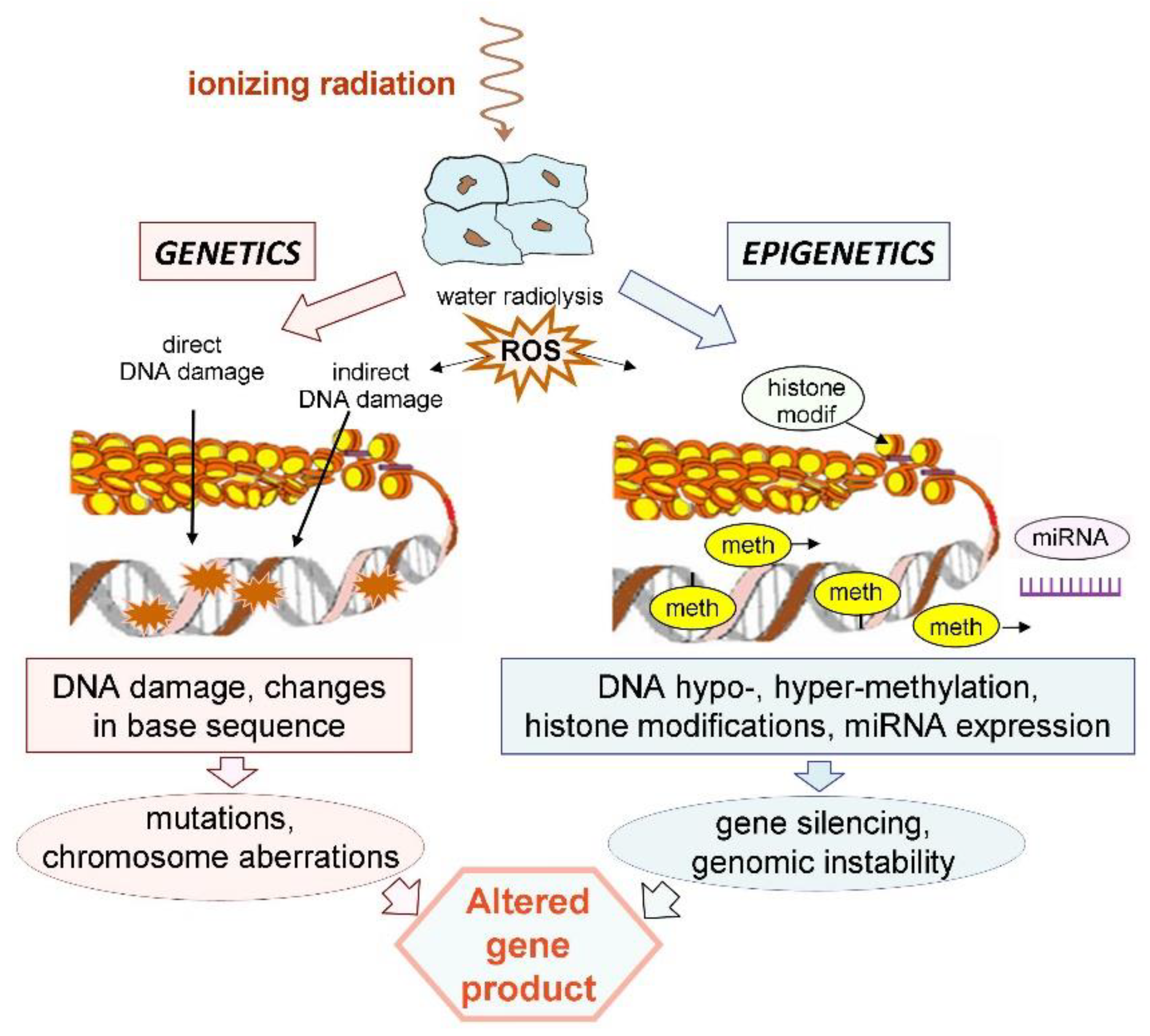 IJMS | Free Full-Text | Ionizing Radiation-Induced Epigenetic Modifications  and Their Relevance to Radiation Protection