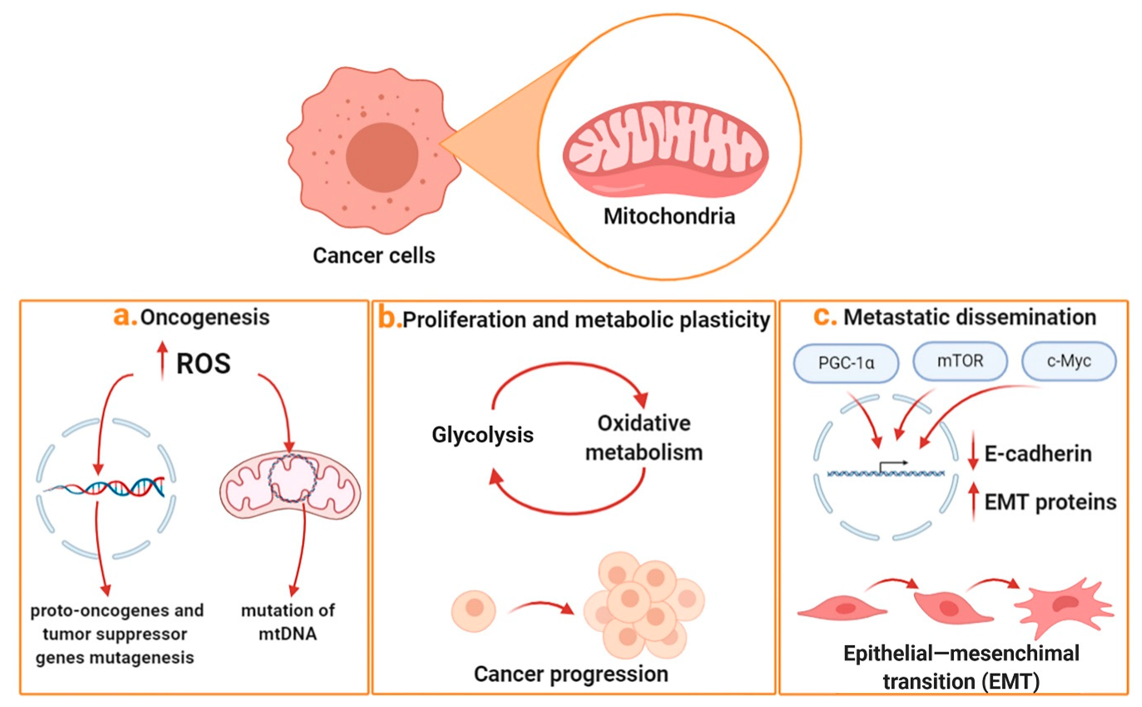 Ijms Free Full Text Targeting The Mitochondrial Metabolic Network A Promising Strategy In 