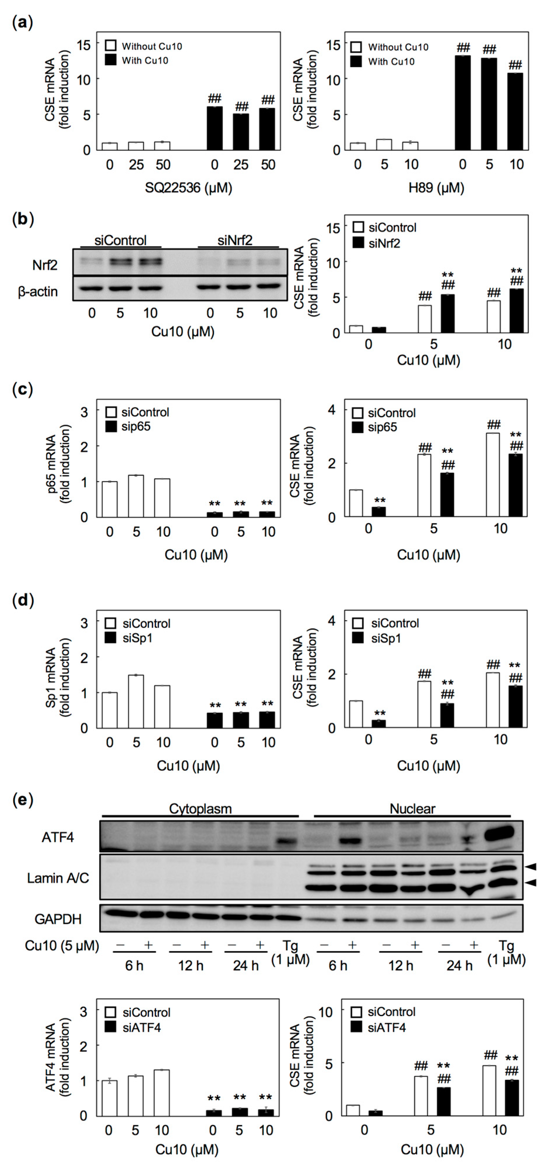 Ijms 21 06053 g005 Ijms 21 06053 g005