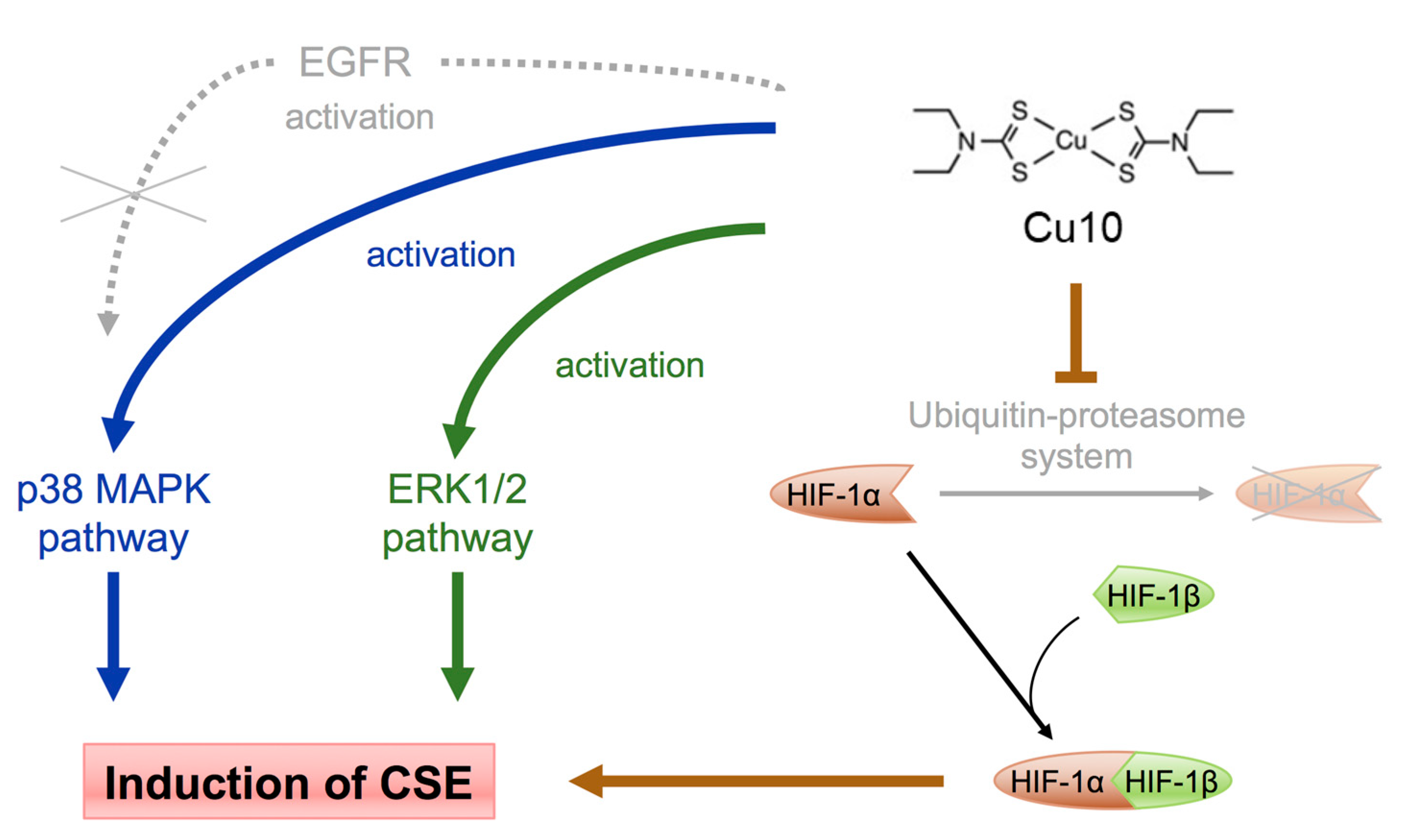 Ijms 21 06053 g006 Ijms 21 06053 g006