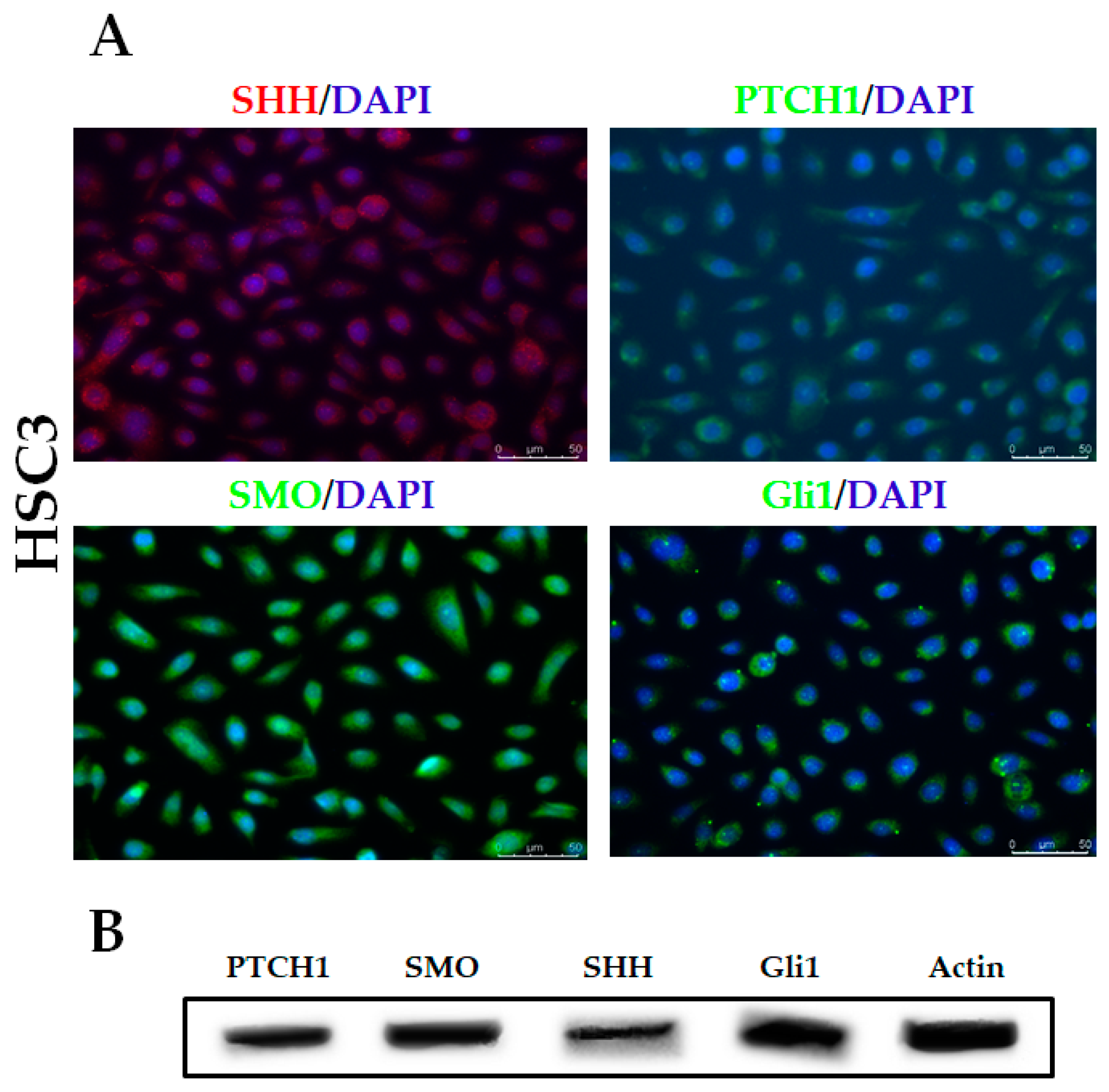 Ijms 21 06076 g001 Ijms 21 06076 g001