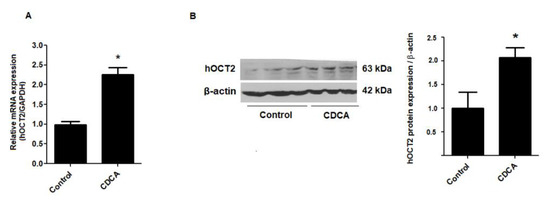 Ijms Free Full Text Farnesoid X Receptor Activation Stimulates