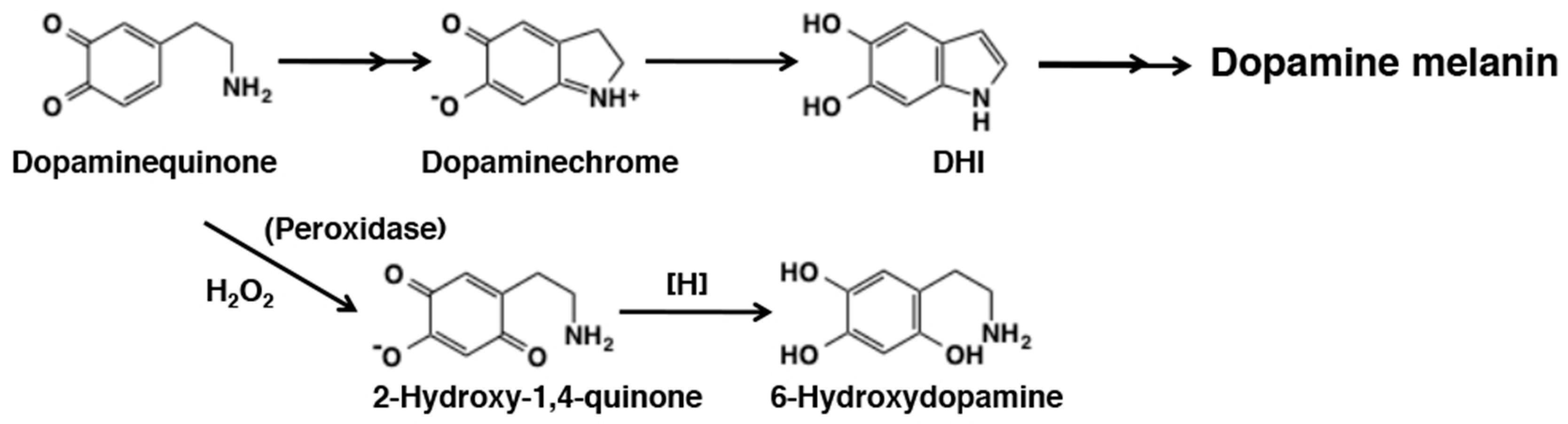 Dophamine. Ellie Dopamine. Модель Ellie Dopamine. Quinone methides. Methoxatin.