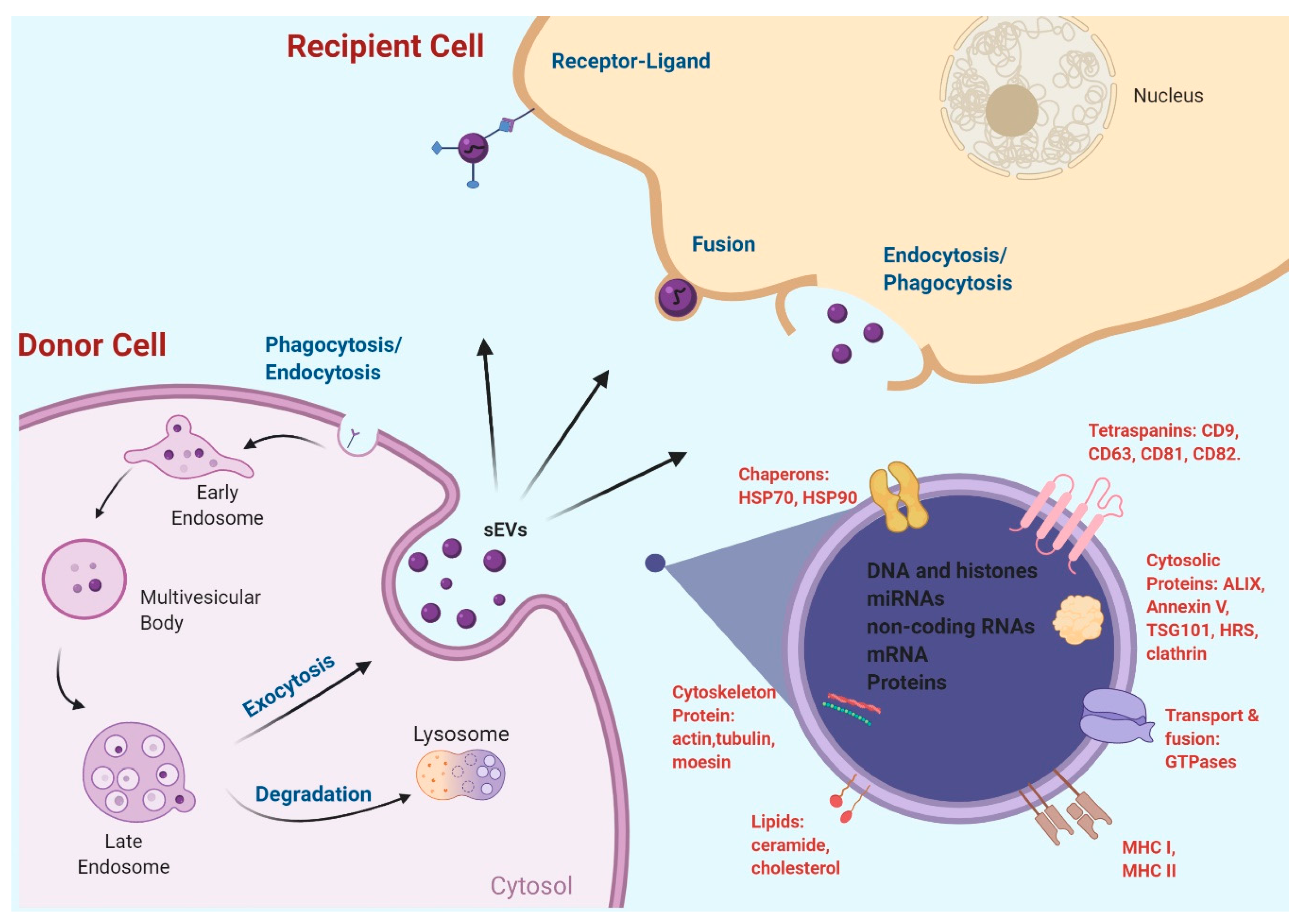 IJMS | Free Full-Text | Extracellular Vesicles in the Development