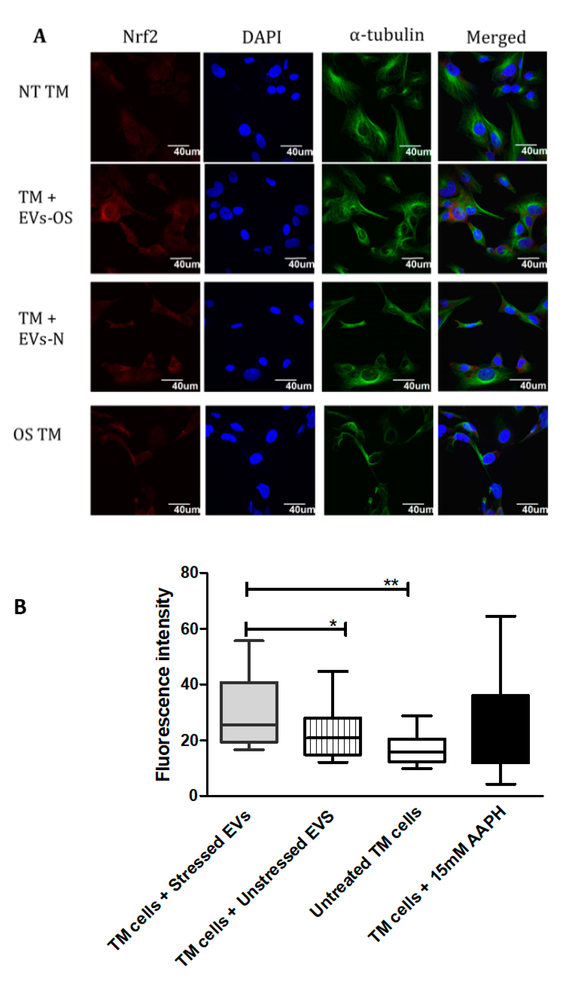 Ijms 21 06105 g004 Ijms 21 06105 g004