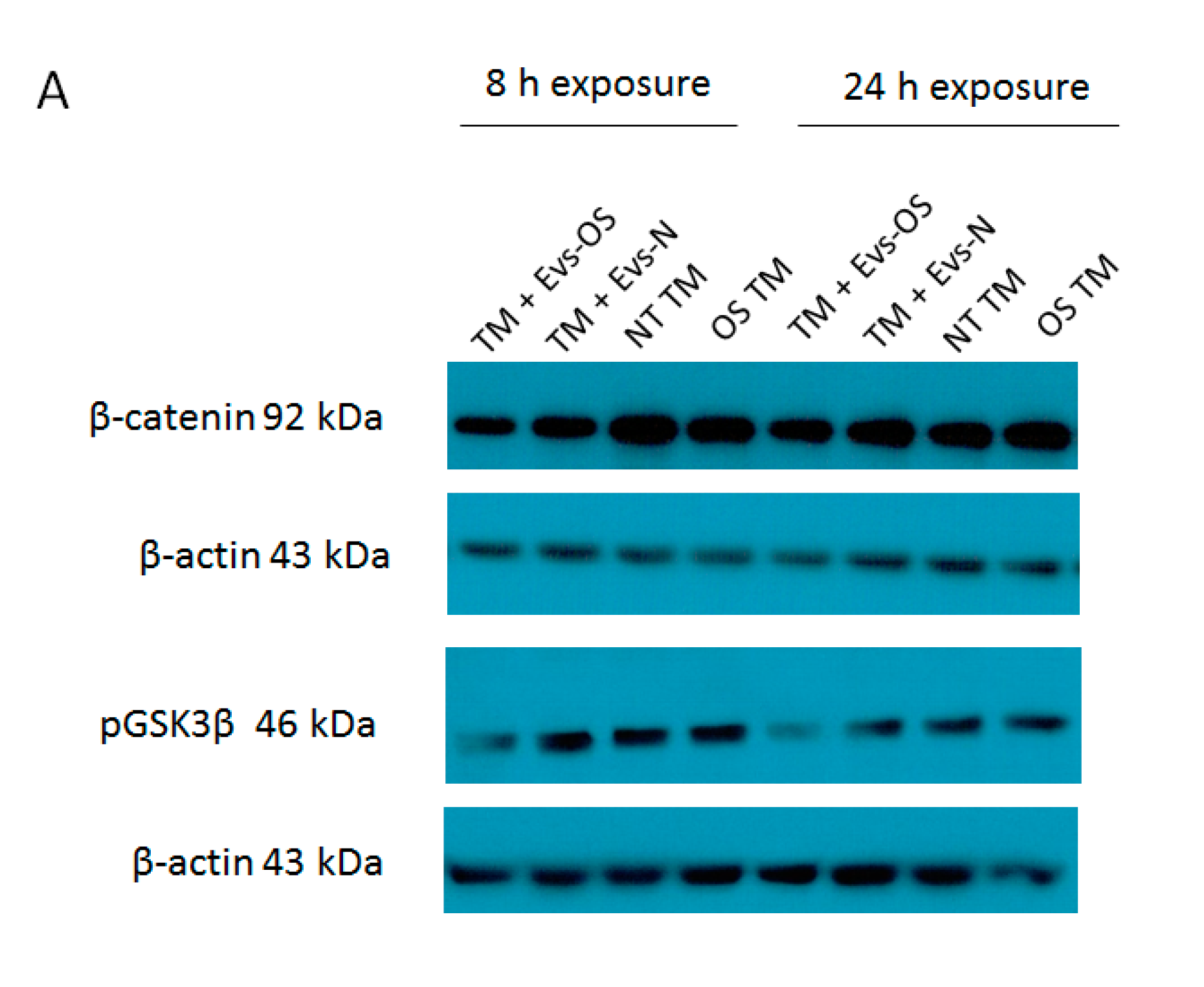 Ijms 21 06105 g006a Ijms 21 06105 g006a