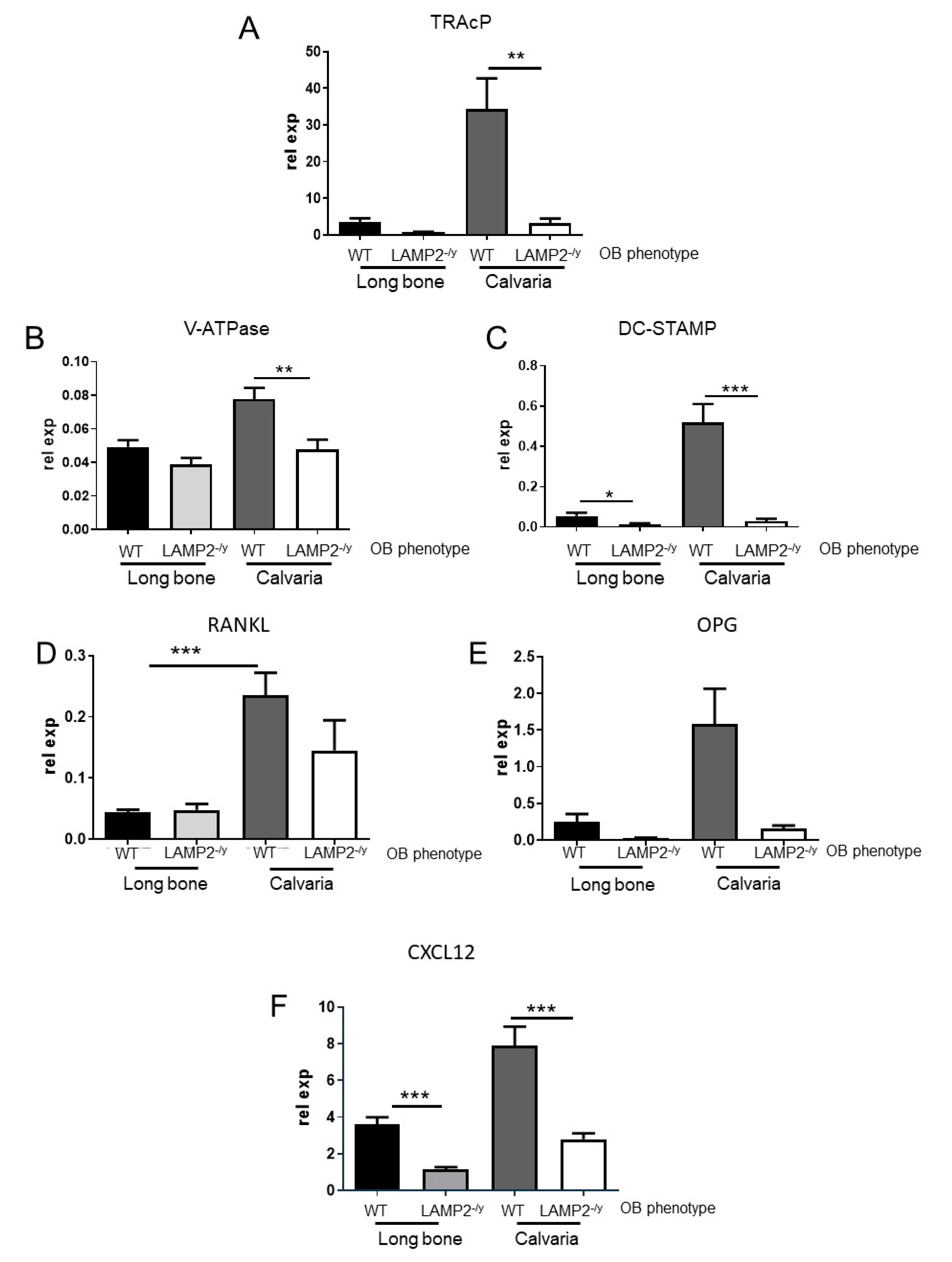 Ijms Free Full Text Lamp 2 Is Involved In Surface Expression Of Rankl Of Osteoblasts In Vitro Html