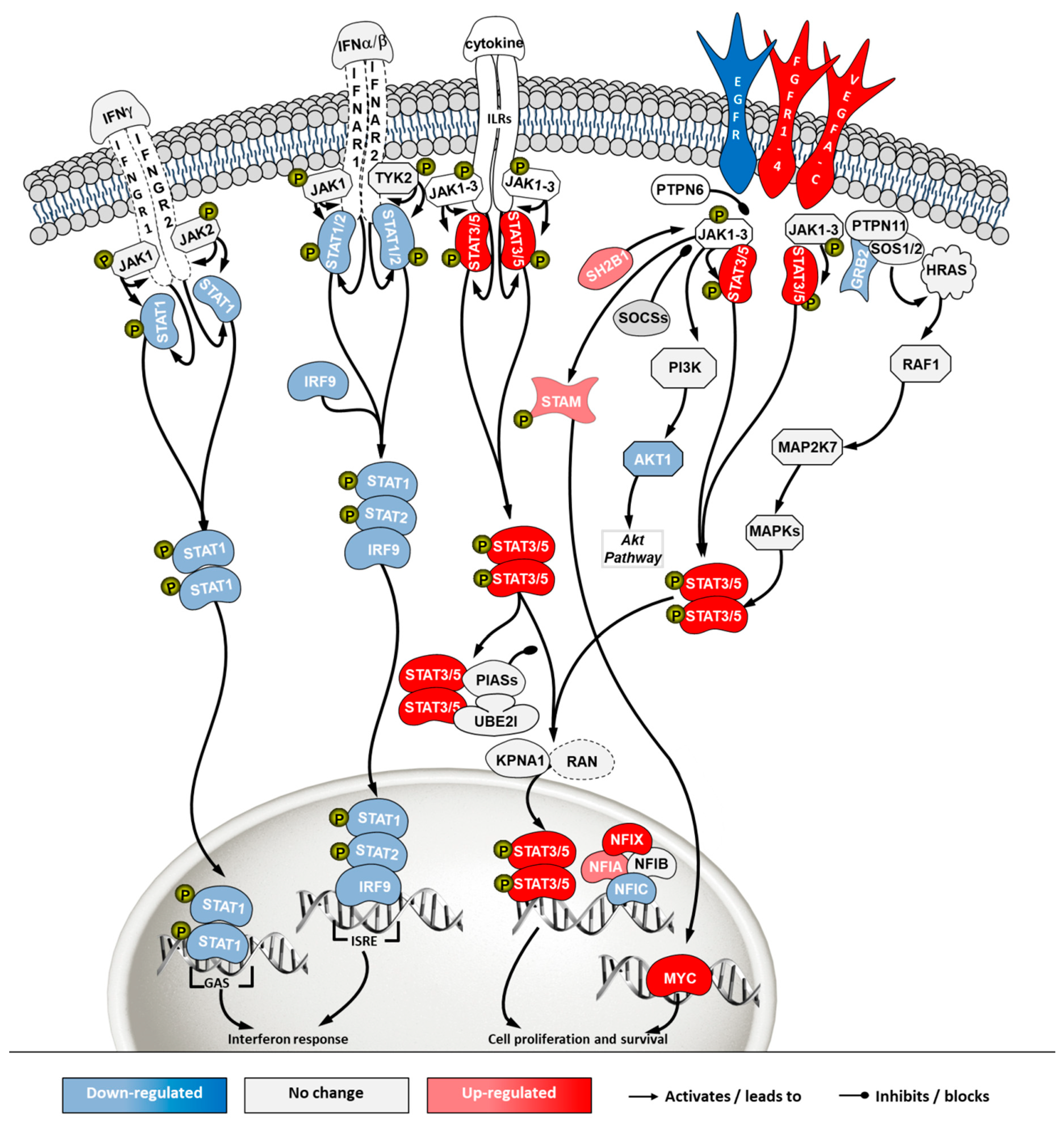 Ijms 21 06111 g008 Ijms 21 06111 g008