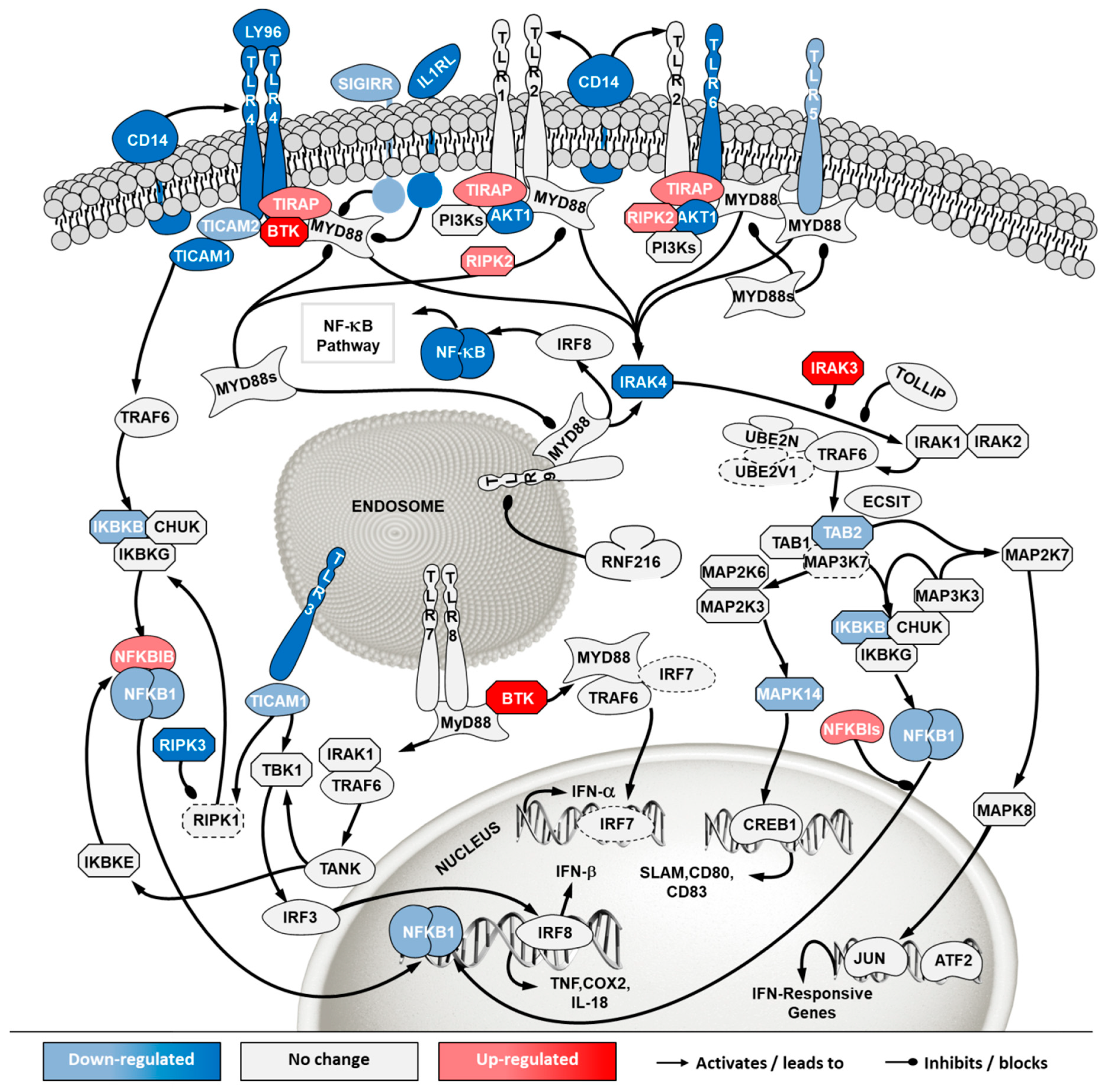 Ijms 21 06111 g009 Ijms 21 06111 g009