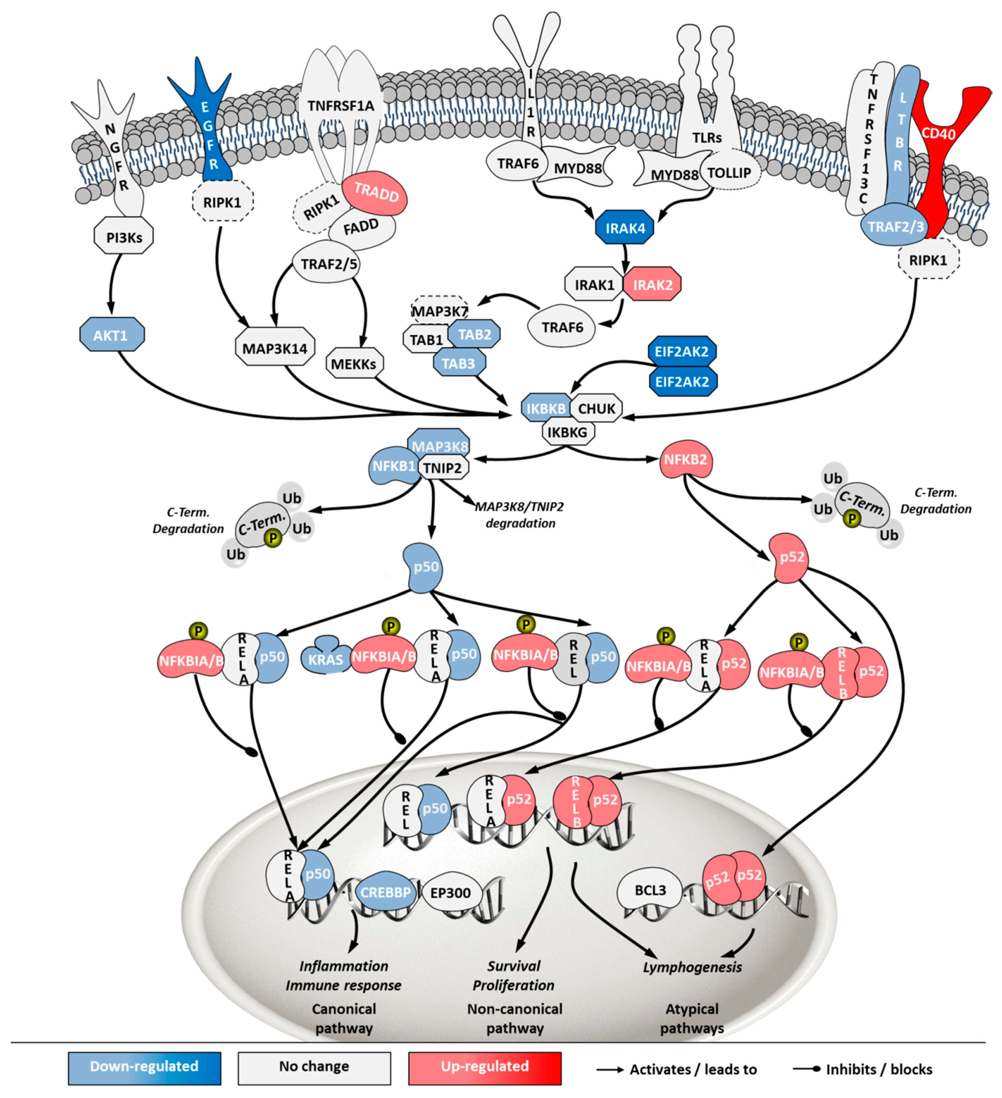Ijms 21 06111 g010 Ijms 21 06111 g010