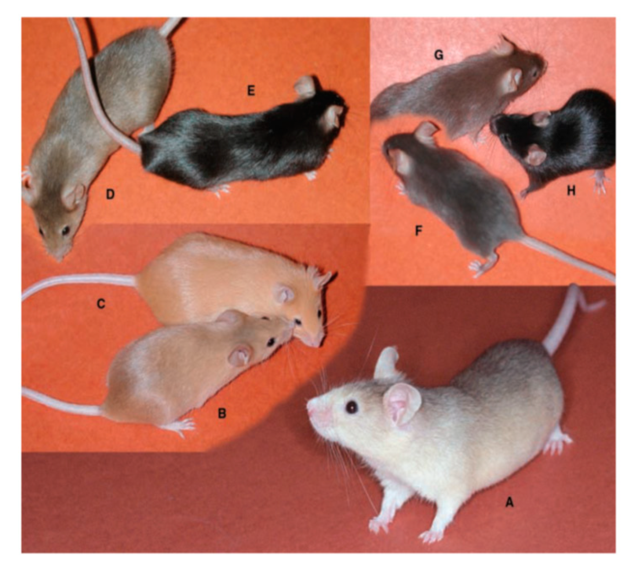 Ijms 21 06129 g005 Ijms 21 06129 g005