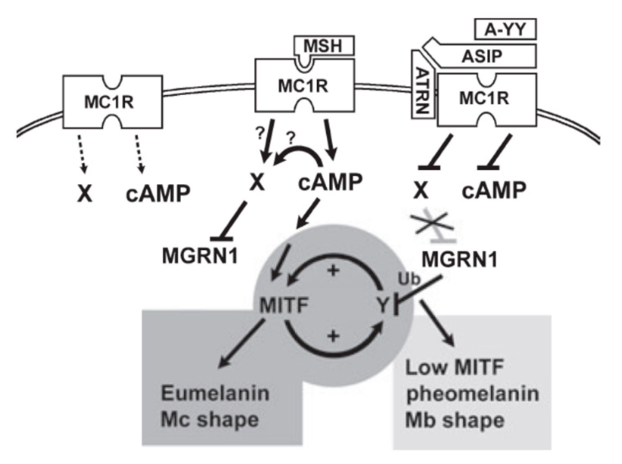Ijms 21 06129 g006 Ijms 21 06129 g006